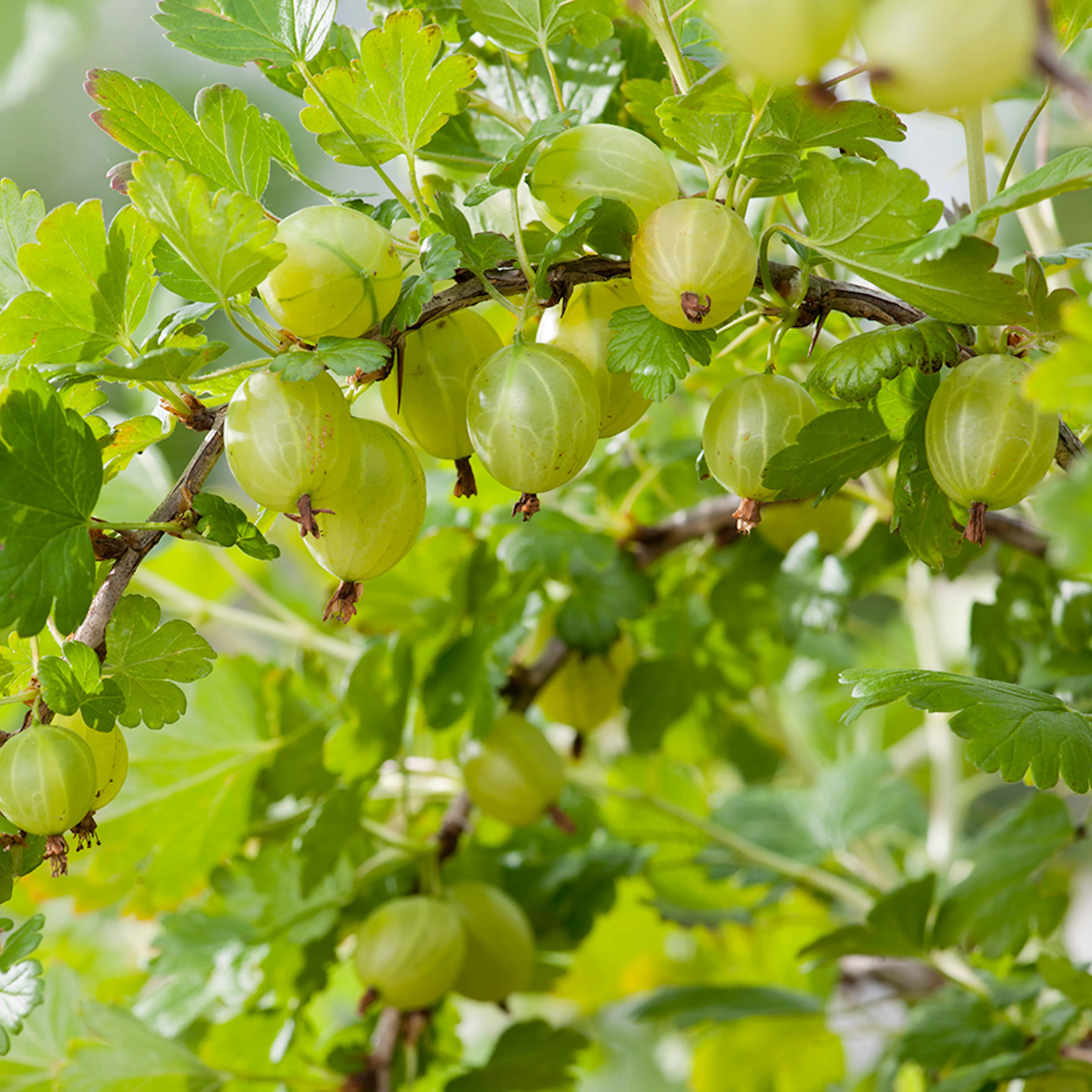 Buske Gula Krusbär Omnia Garden Stam 40-60 sth