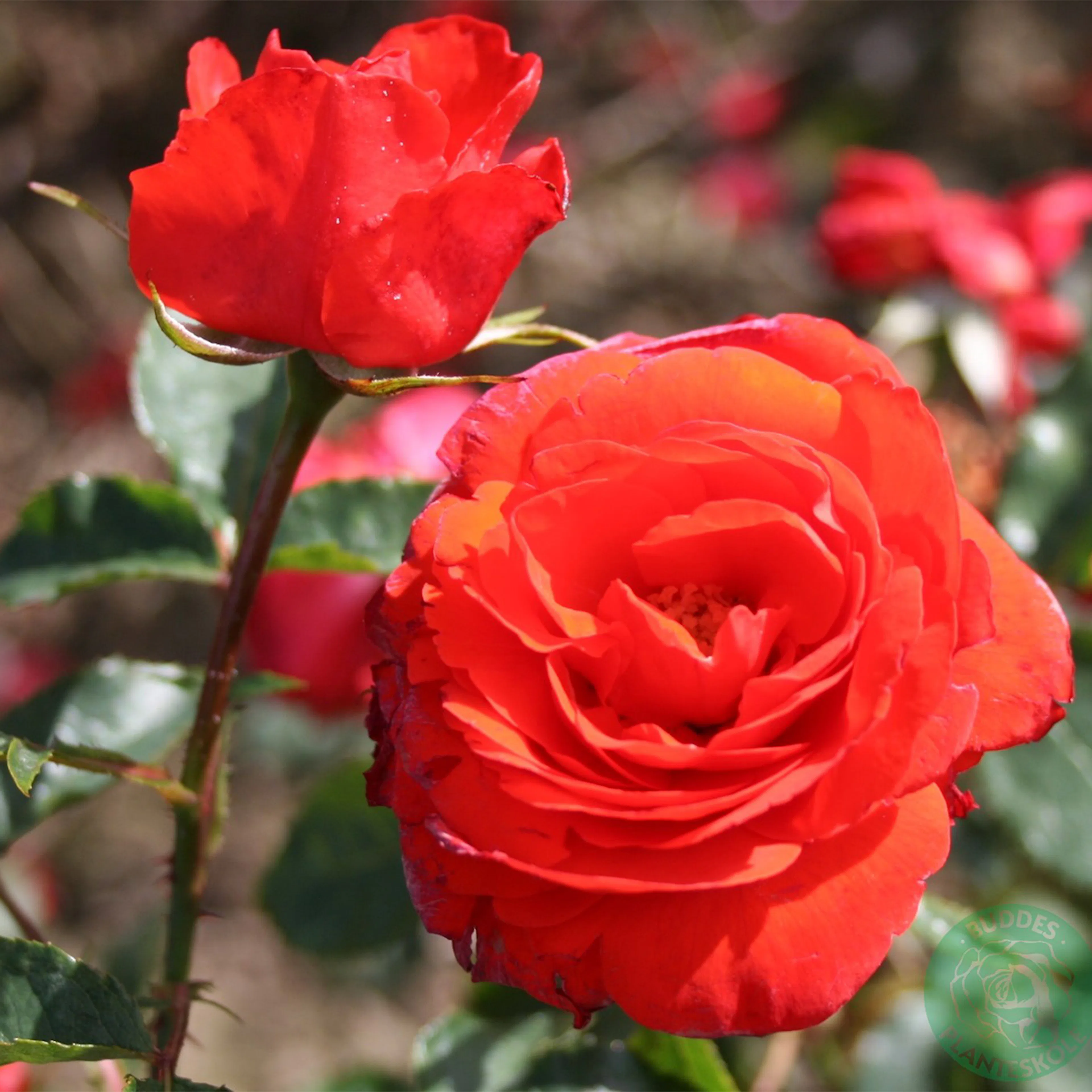 Rosa "Brillant", 5-pack 5-pack