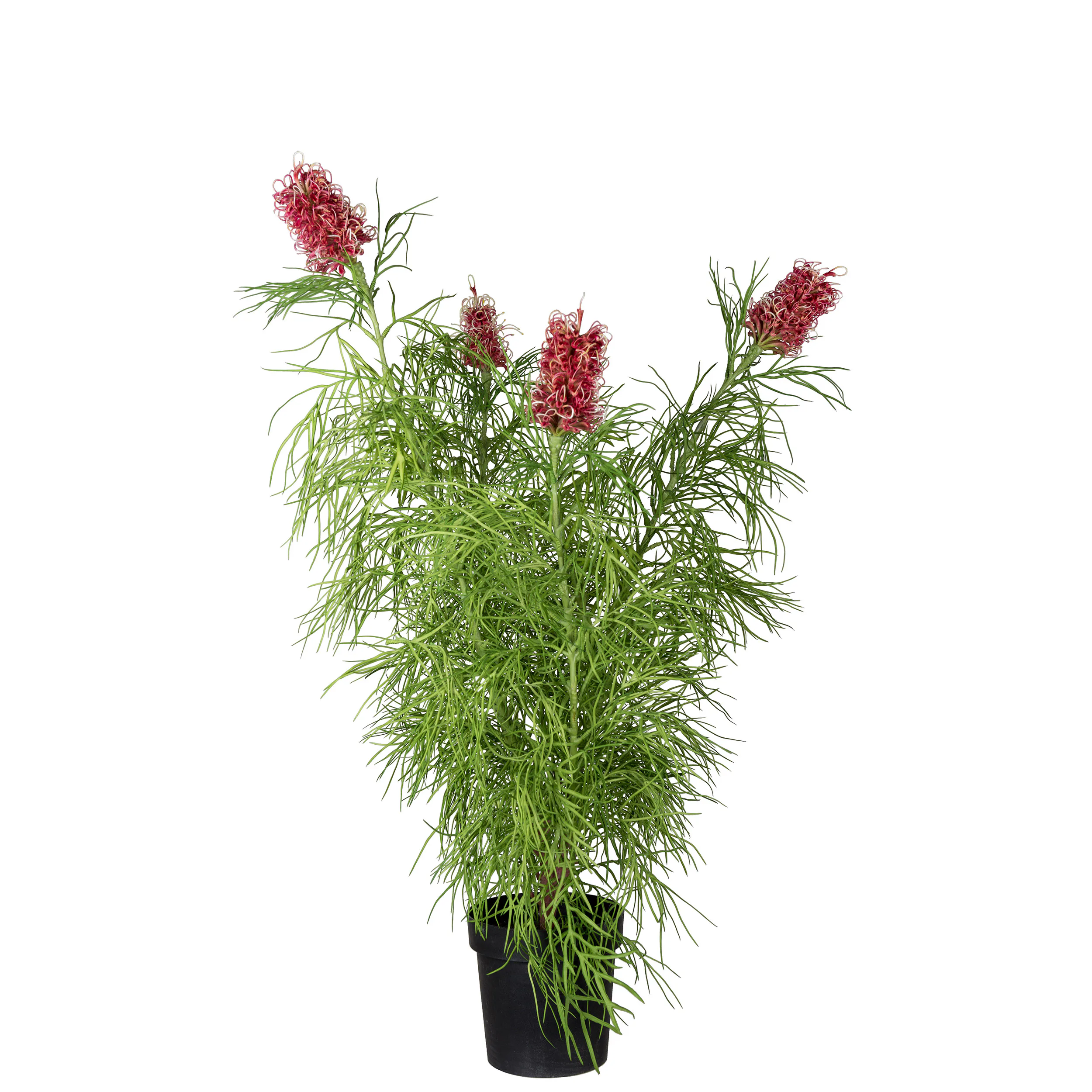 Konstväxt Mr Plant Grevillea