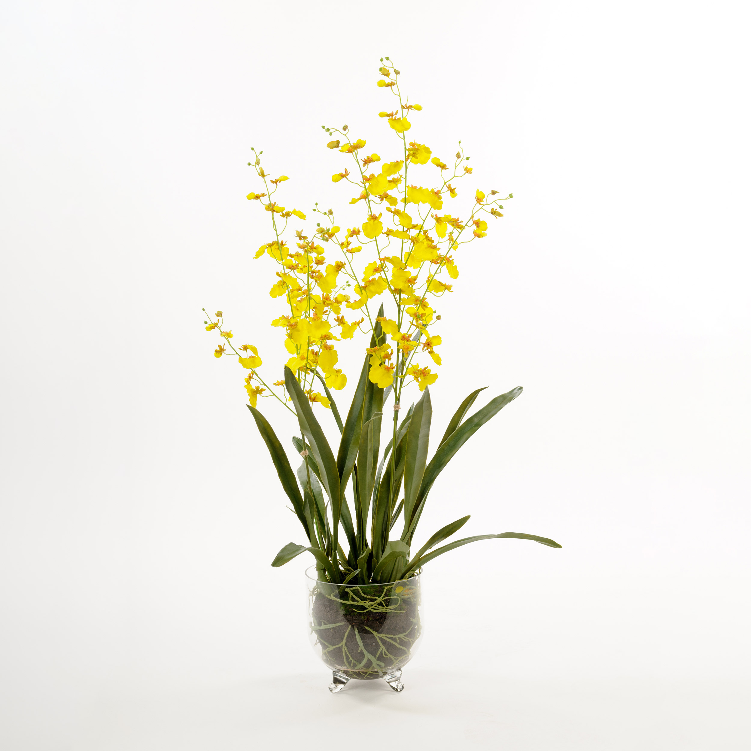 Konstväxt Mr Plant Oncidium