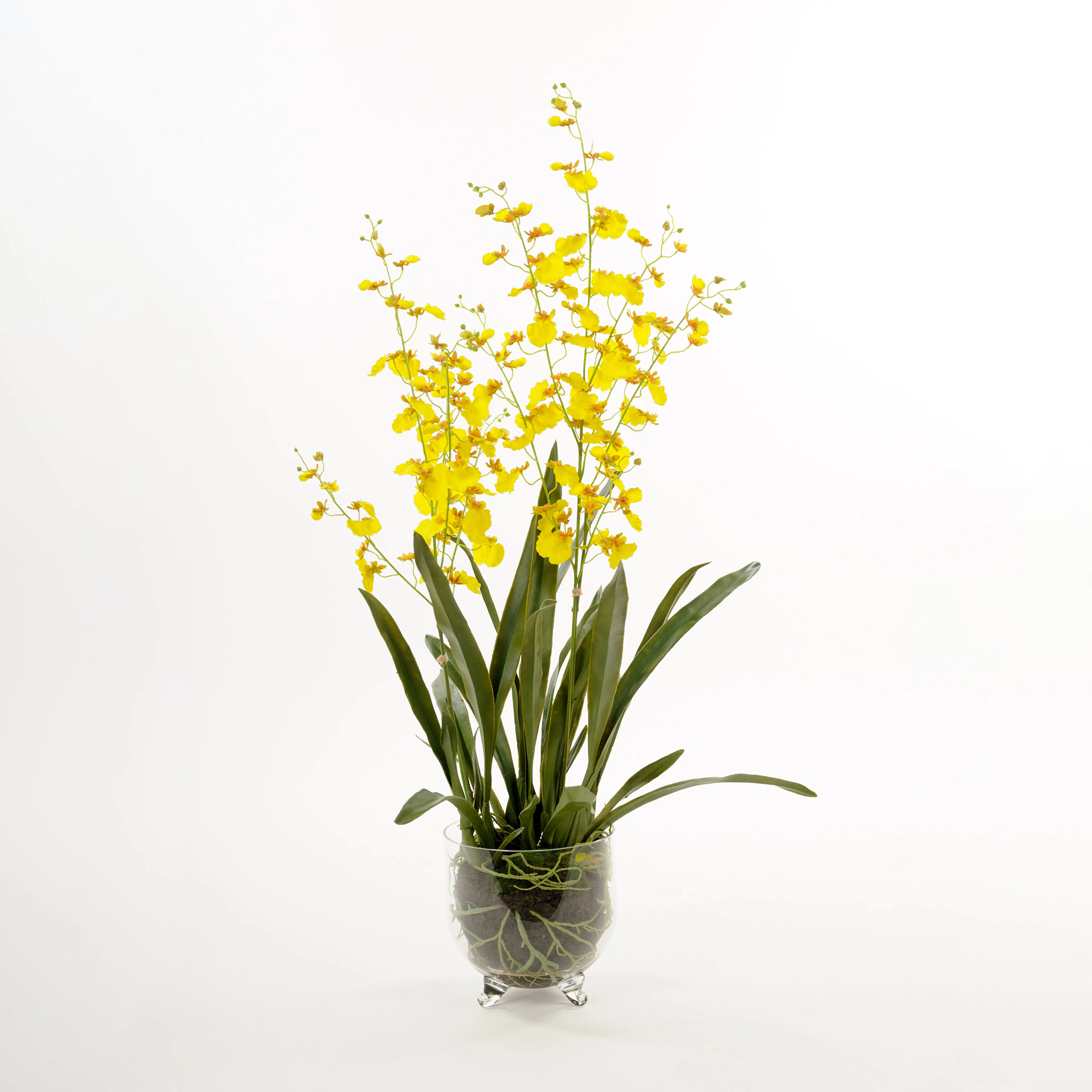 Konstväxt Mr Plant Oncidium