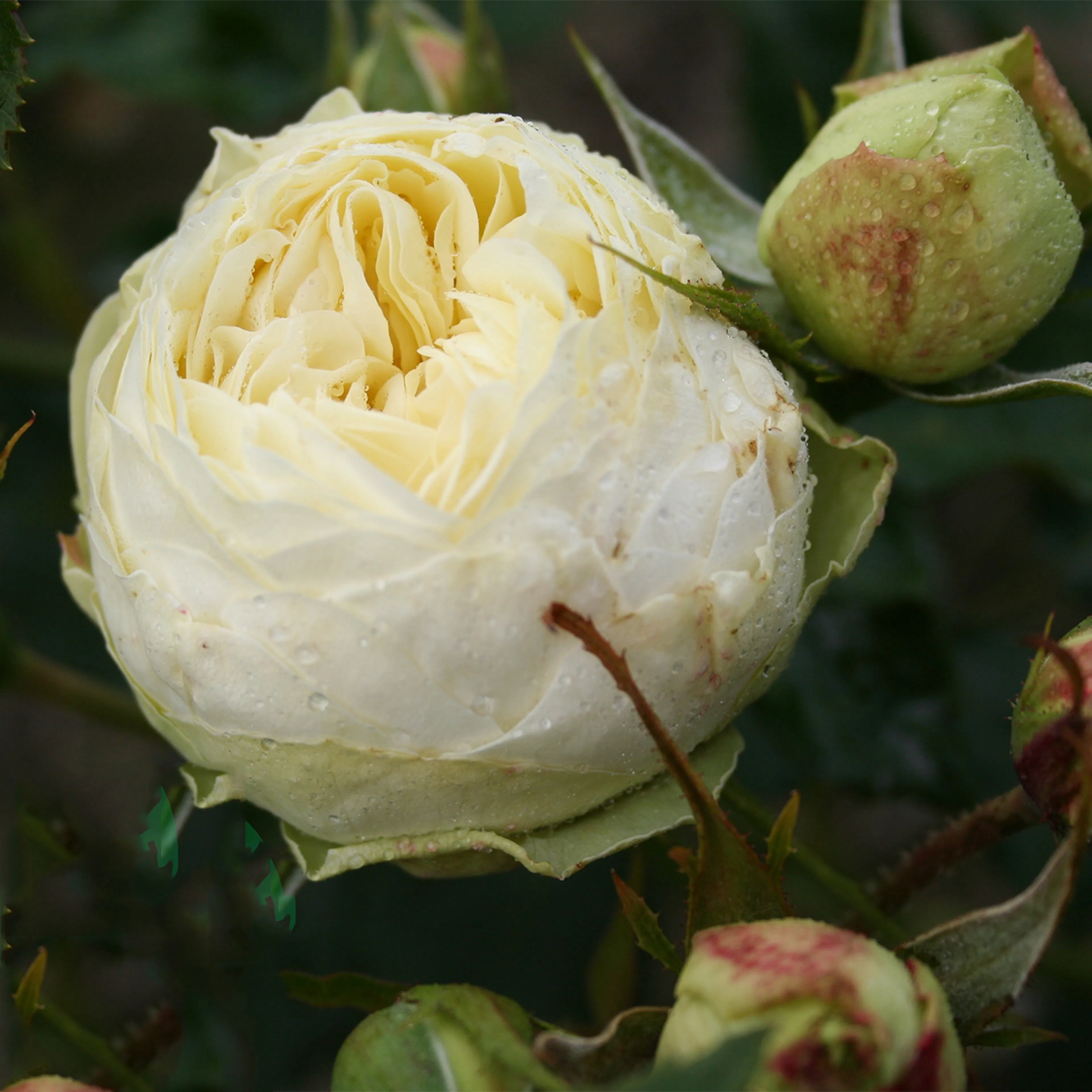 Rosa "Wedding Piano", 5-pack 5-pack