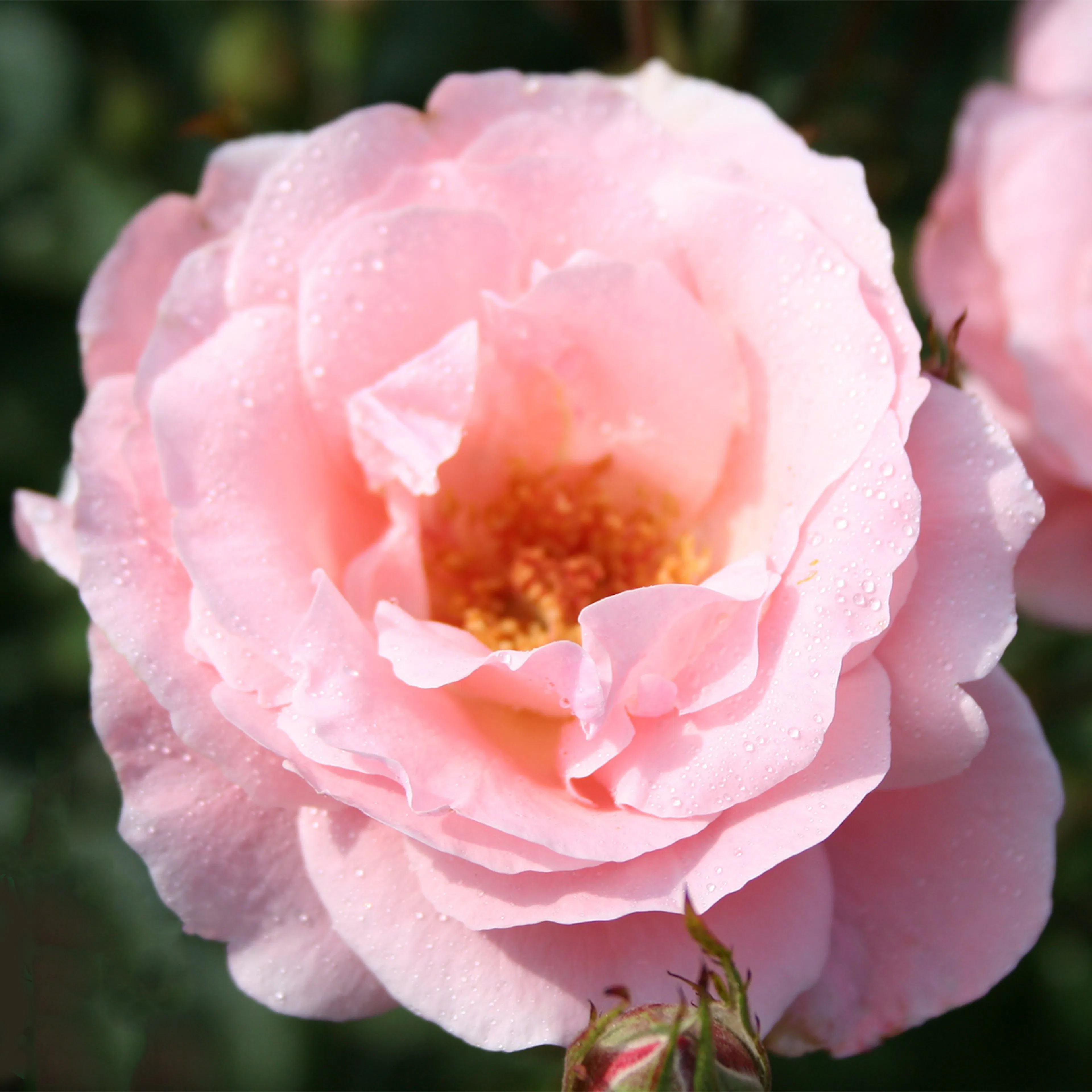 Rosa "Queen Elisabeth", 10-pack 10-pack