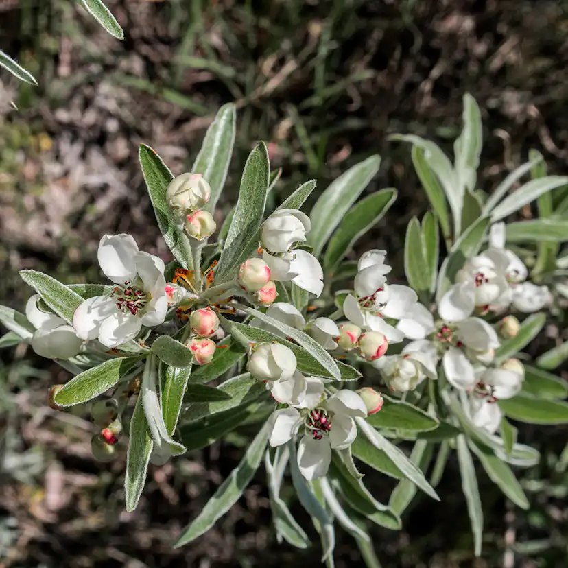 Prydnadsträd Omnia Garden - Silverpäron med Vit Blomning 80-90 cm
