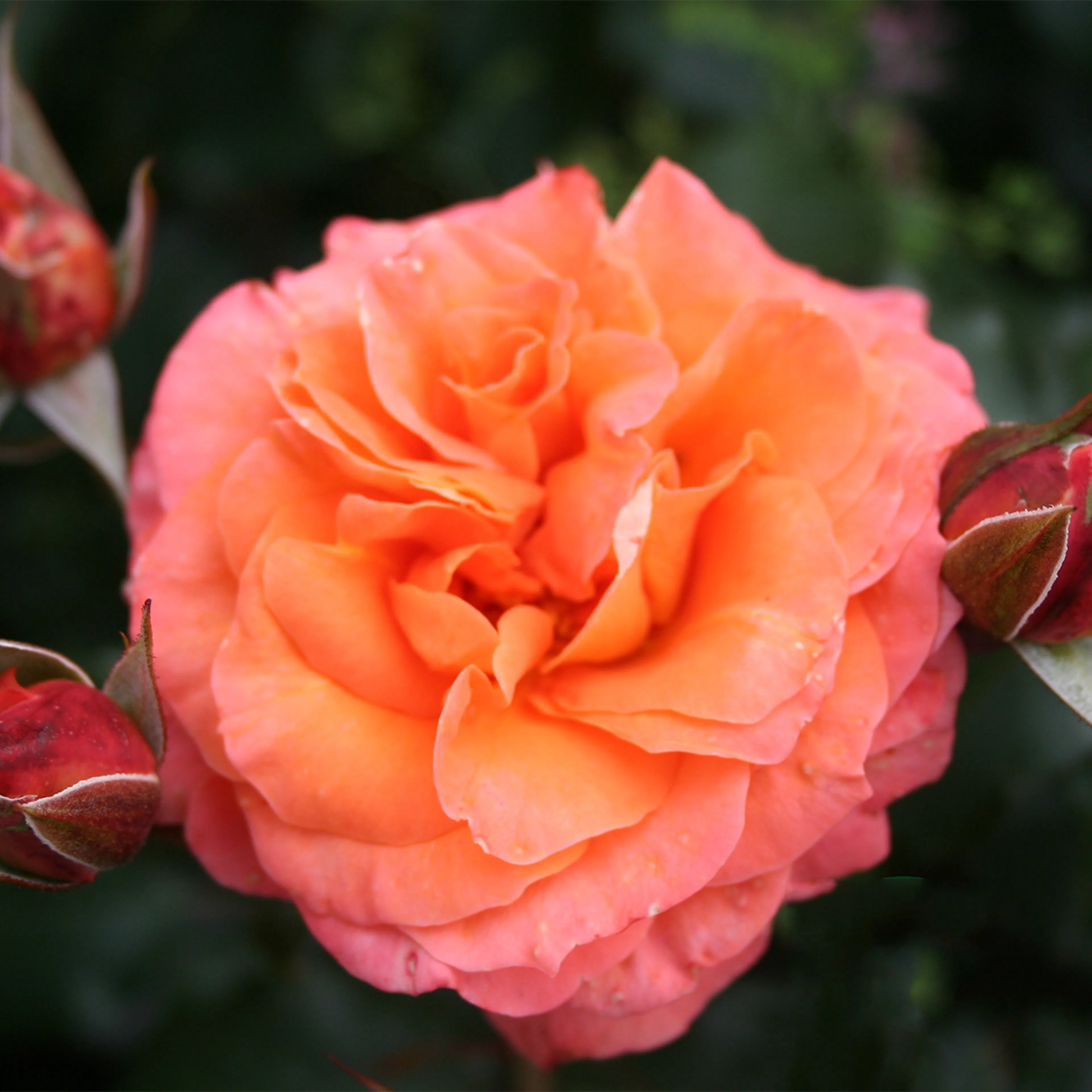 Rosa "Gavnö", 5-pack 5-pack