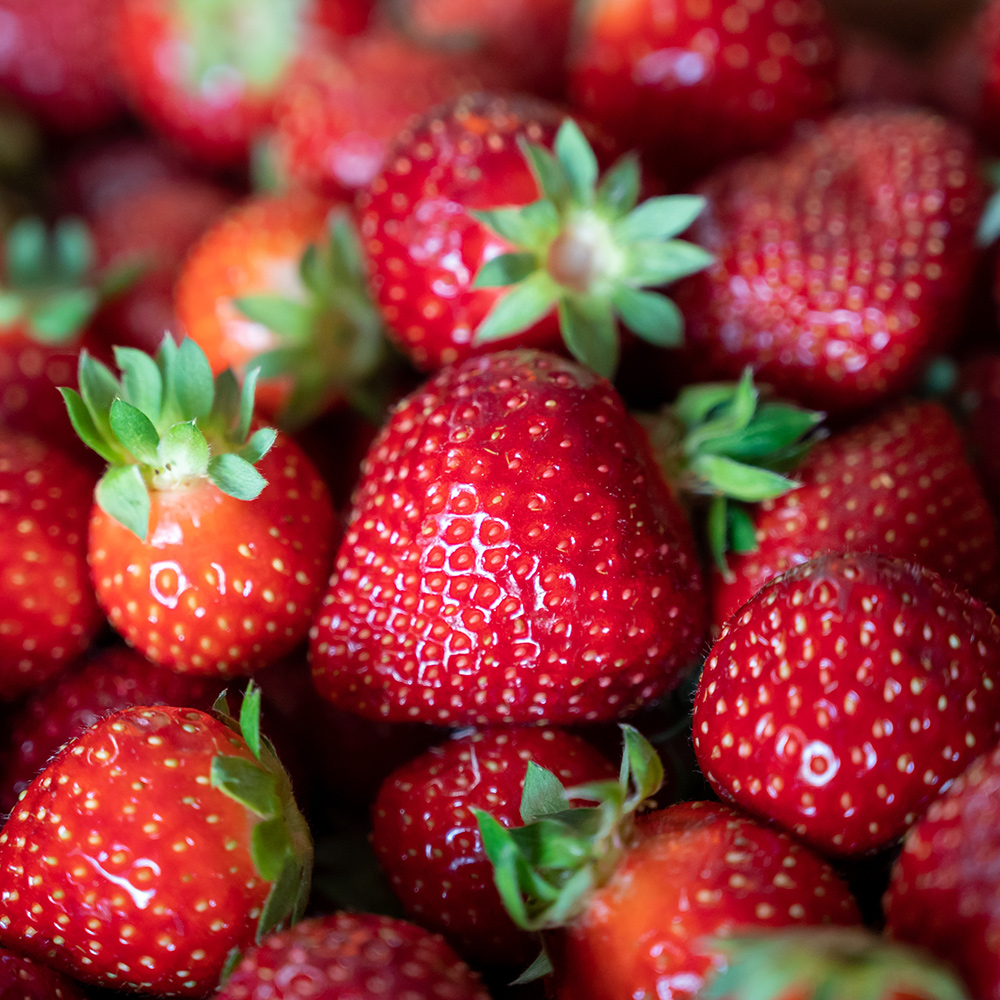 Jordgubbe Omnia Garden Fragaria Ananassa Polka