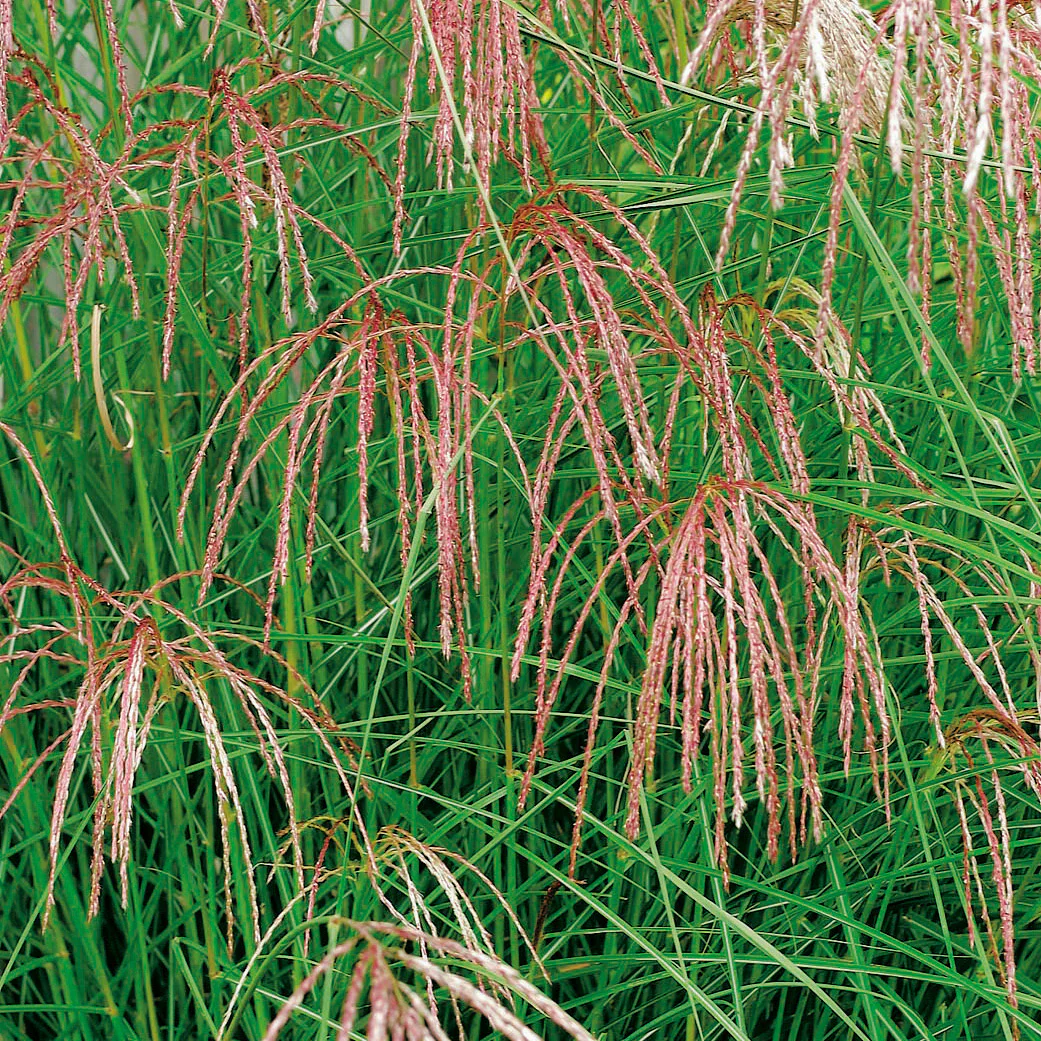 Planta Omnia Garden Glansmiskantus Flamingo