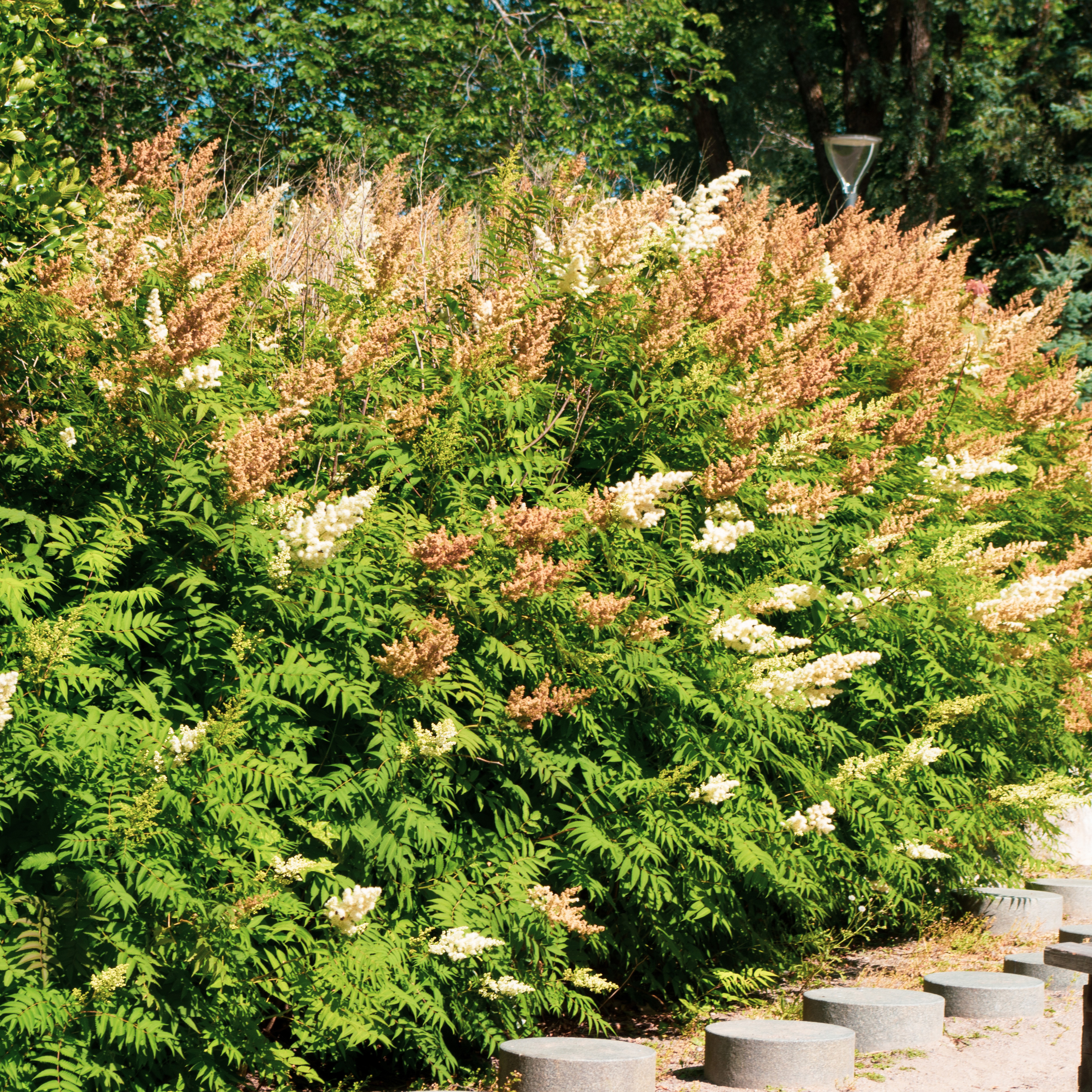 Planta Omnia Garden Prakthypericum