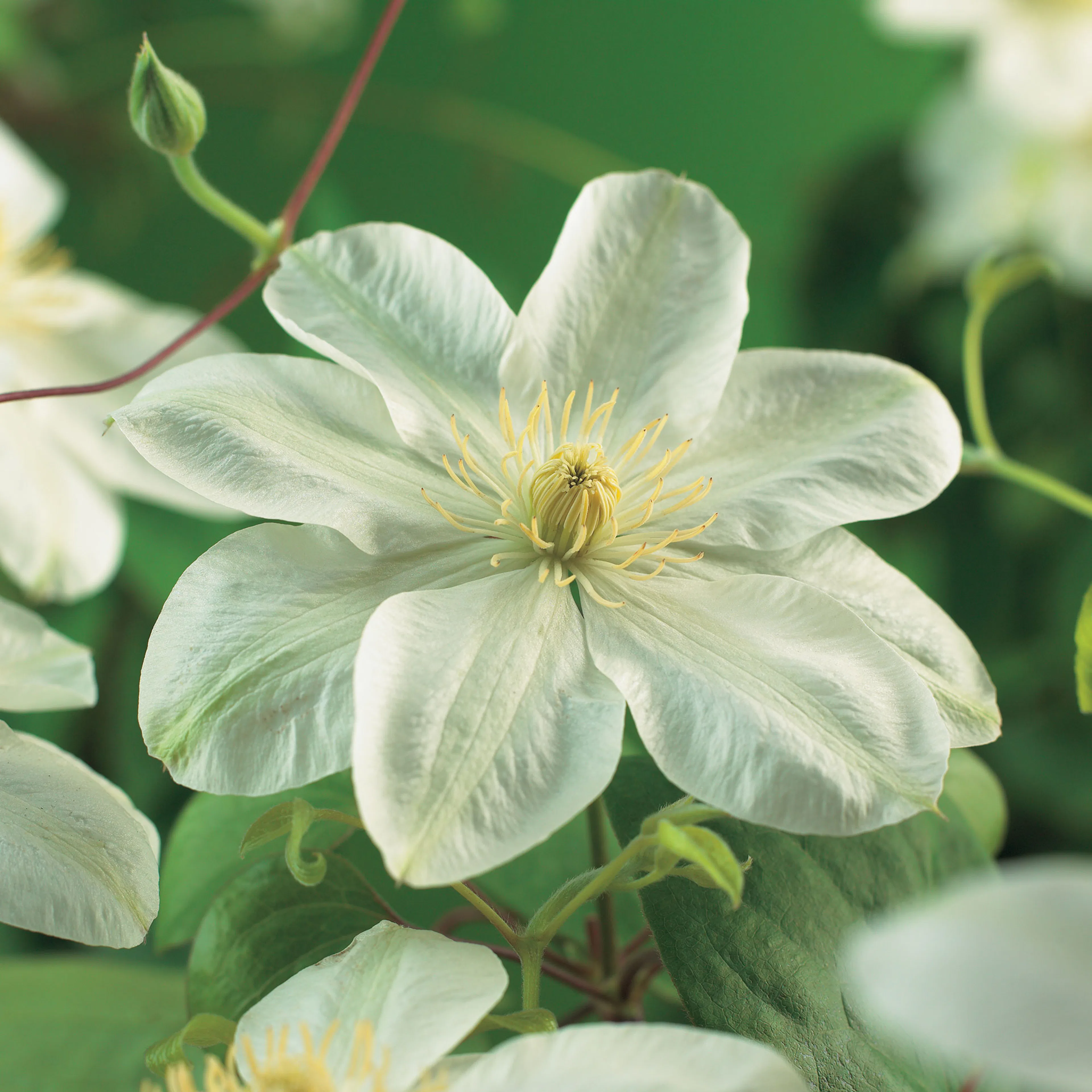 Klätterväxt Tidig Storblommig Klematis Omnia Garden Guernsey Cream 40-60 cm