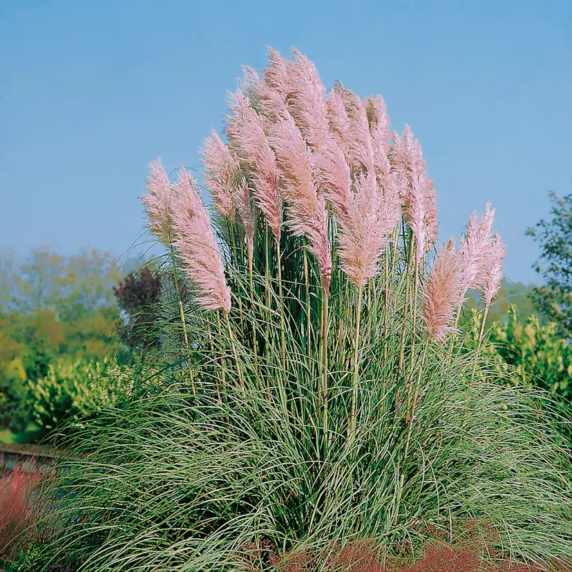 Planta Omnia Garden Pampasgräs Rosea