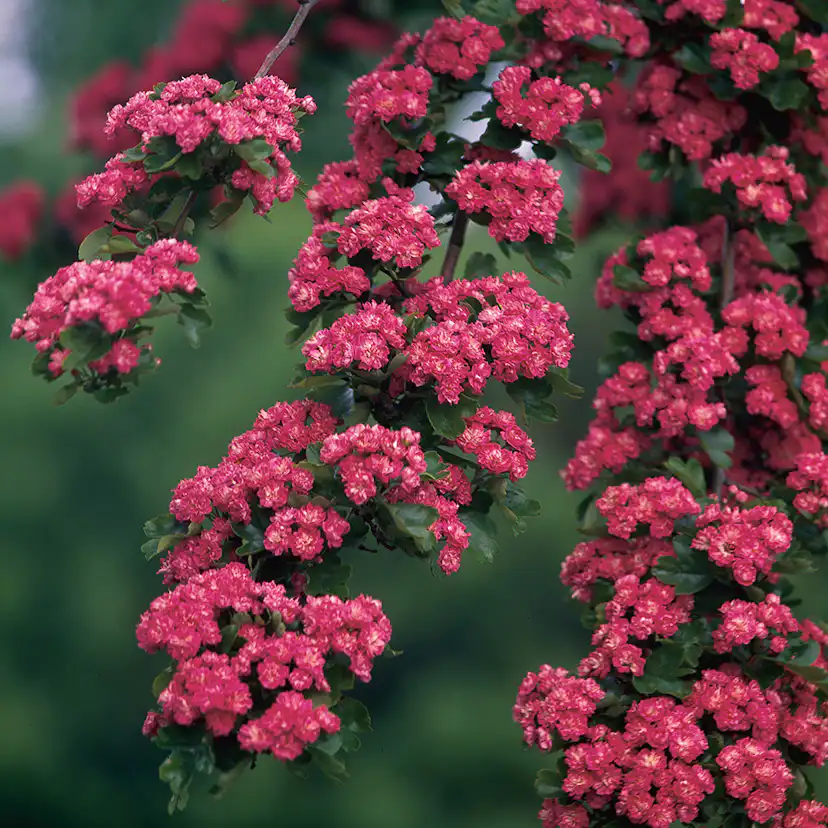 Prydnadsträd Omnia Garden Rosenhagtorn med Rosa Blomning, 100-120 cm