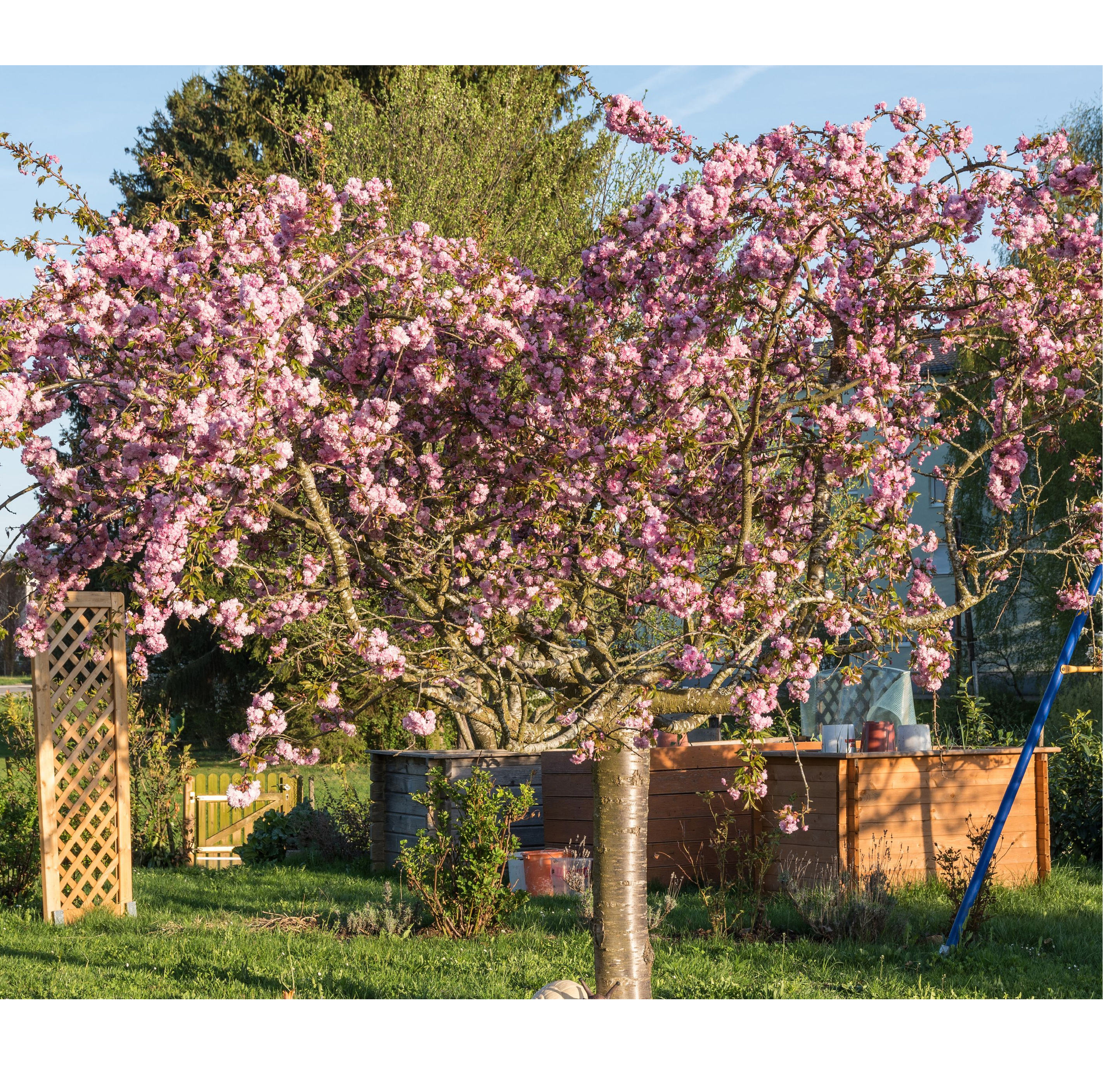 Prydnadsträd Japanskt körsbär Omnia Garden Prunus Kiku-Shidare-Zakura 100-120 cm