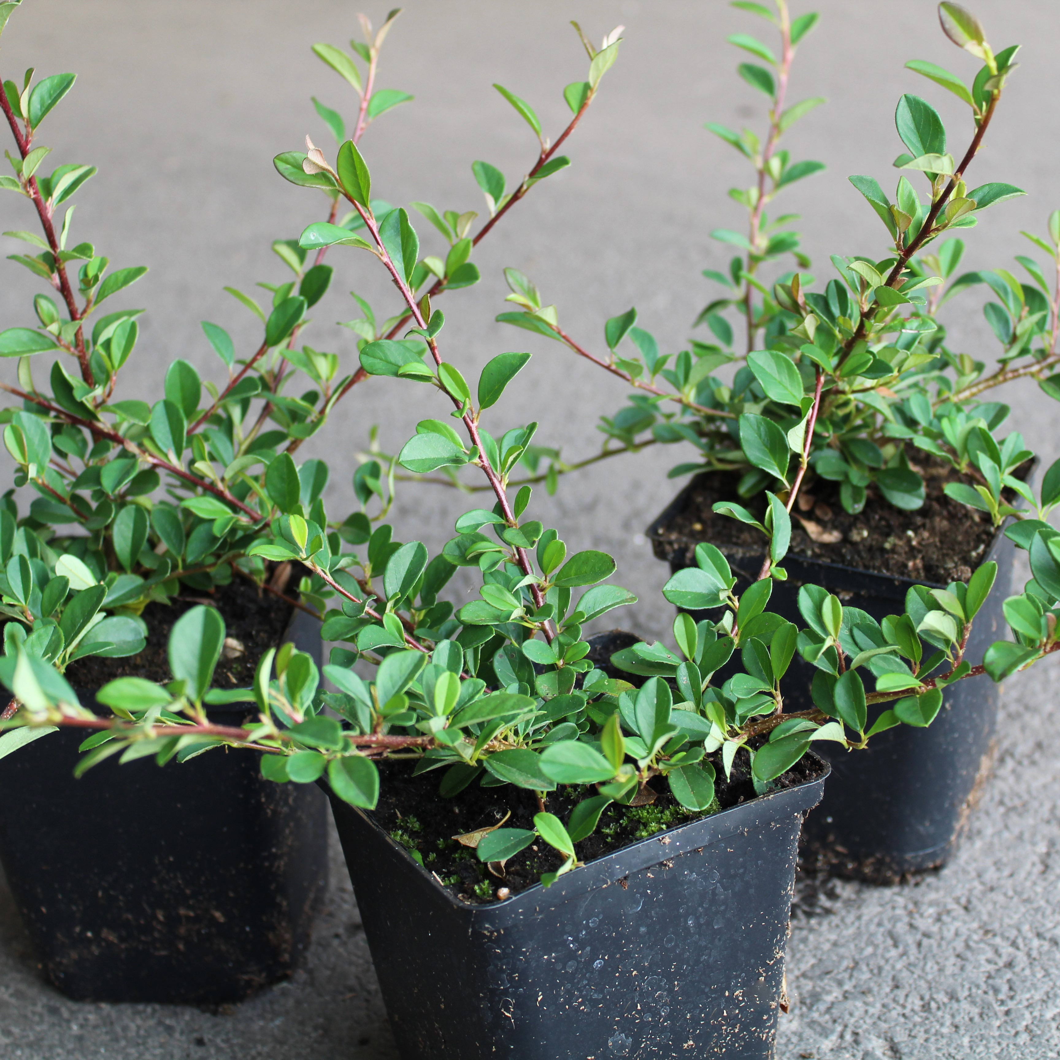 Marktäckare Omnia Garden Småbladig Krypoxbär