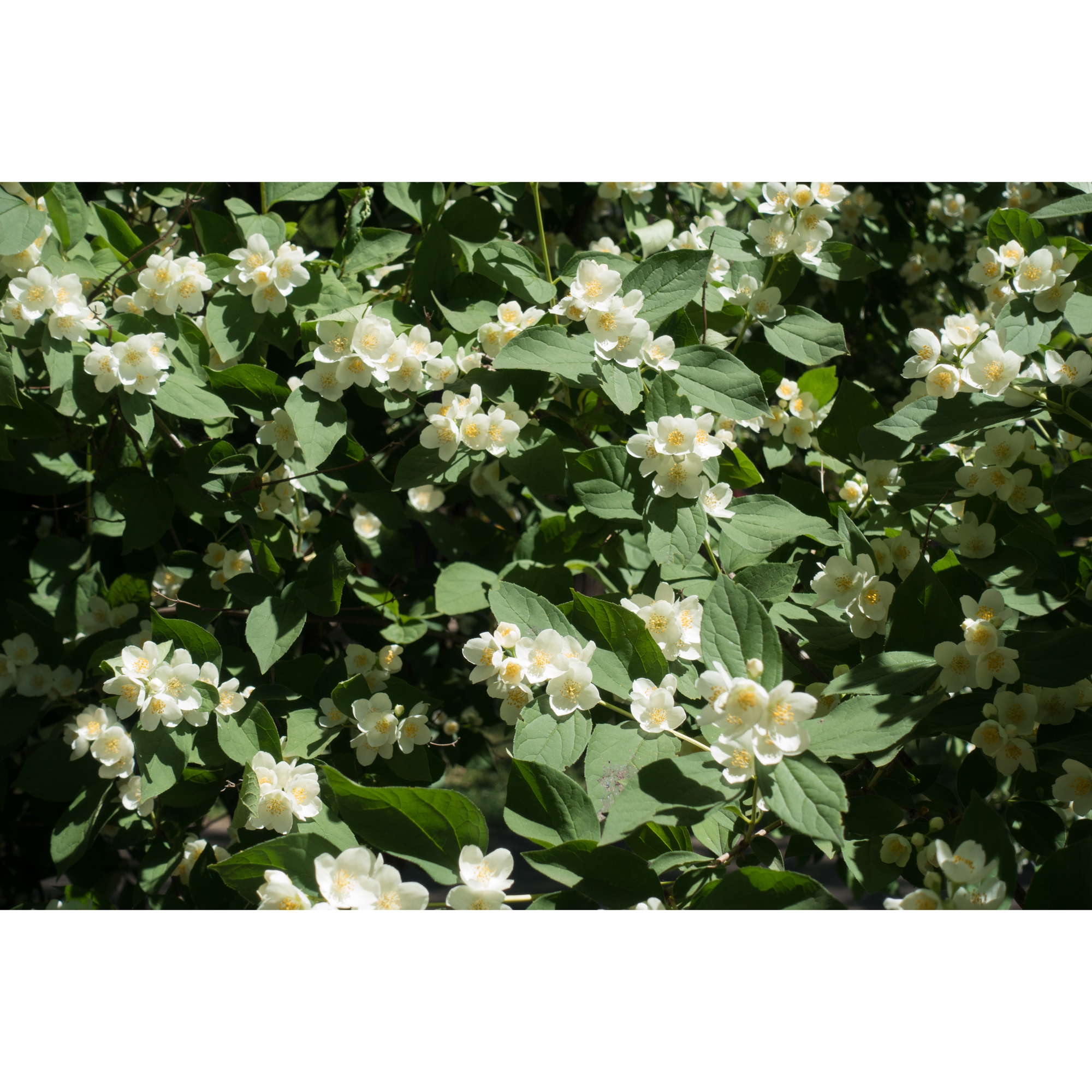 Planta Smultronschersmin Omnia Garden 20-30cm
