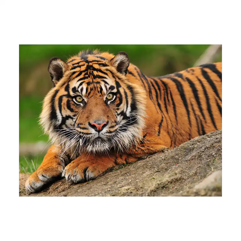 Fototapet Arkiio Sumatra Tiger