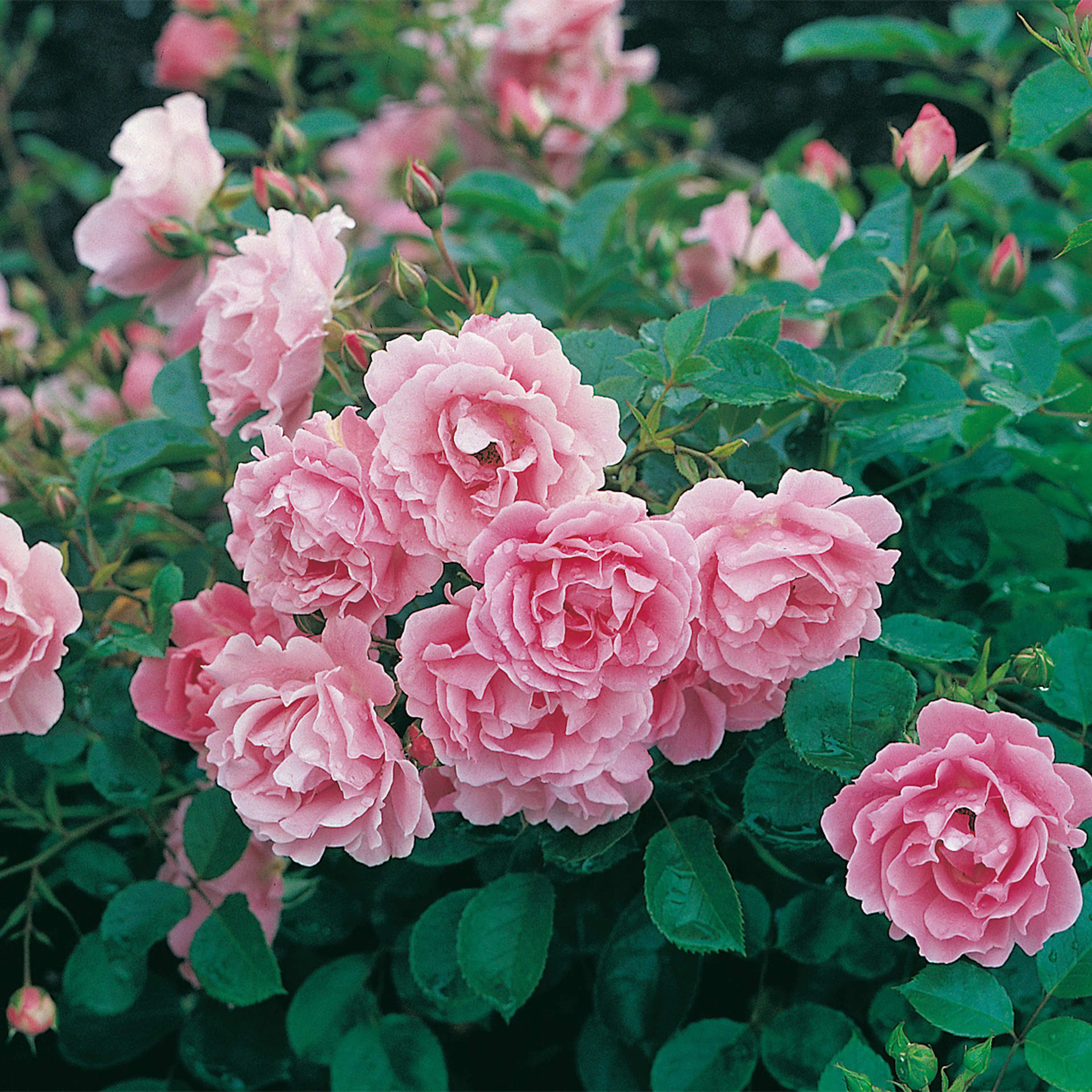 Rosa "Sommerwind", 5-pack 5-pack