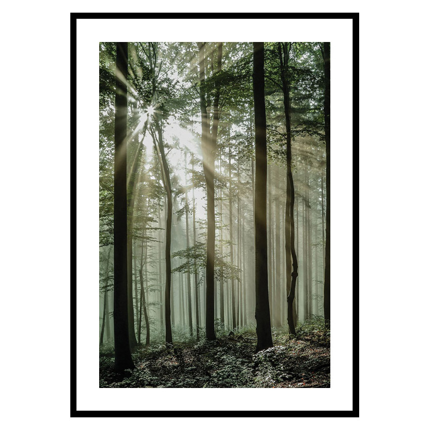 Poster Gallerix Light Through Trees
