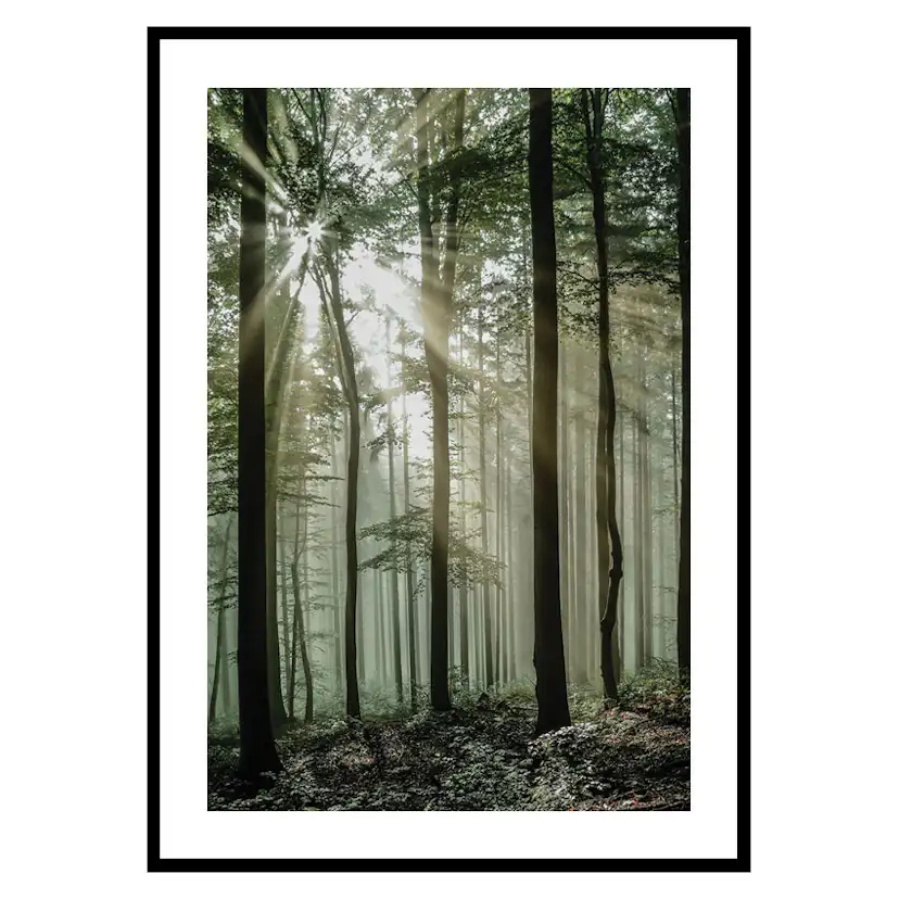 Poster Gallerix Light Through Trees