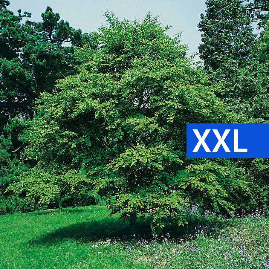 Prydnadsbuske Omnia Garden Katsura- Brödträd med Hjärtformade Blad 125-150cm