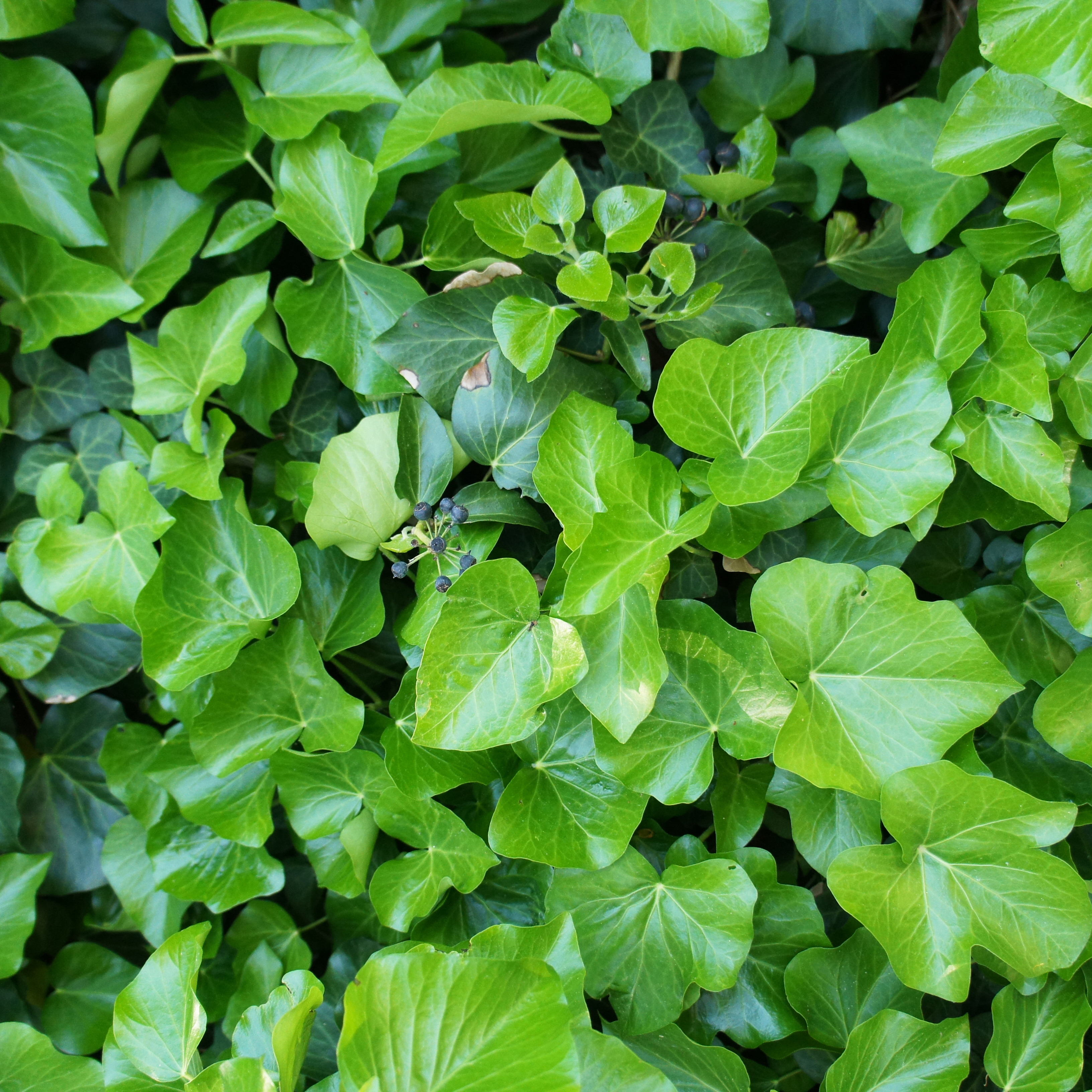 Marktäckare Omnia Garden Murgröna Storbladig