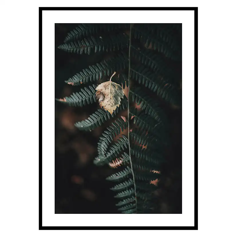 Poster Gallerix Fern No1