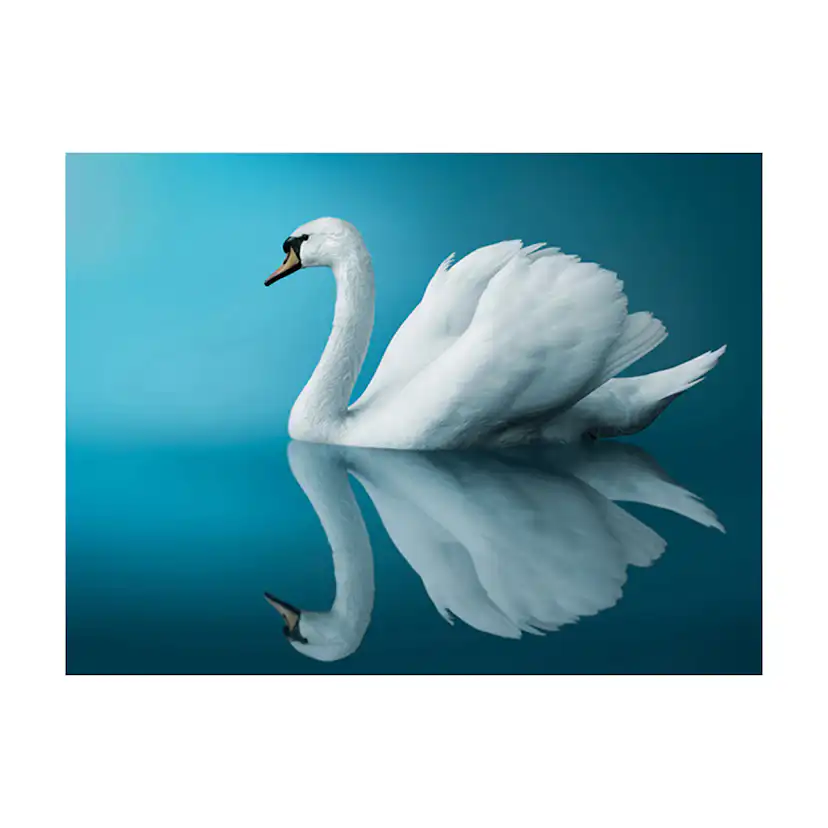 Fototapet Arkiio Svan Reflektion