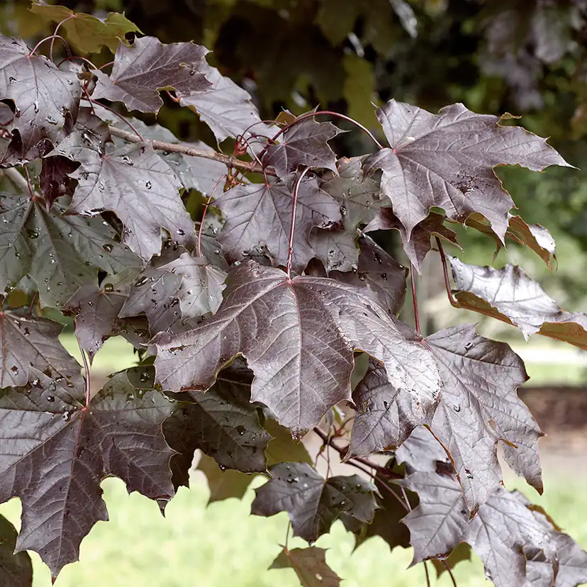 Prydnadsträd Skogslönn Omnia Garden 150-200 cm Acer Platanoides Royal Red