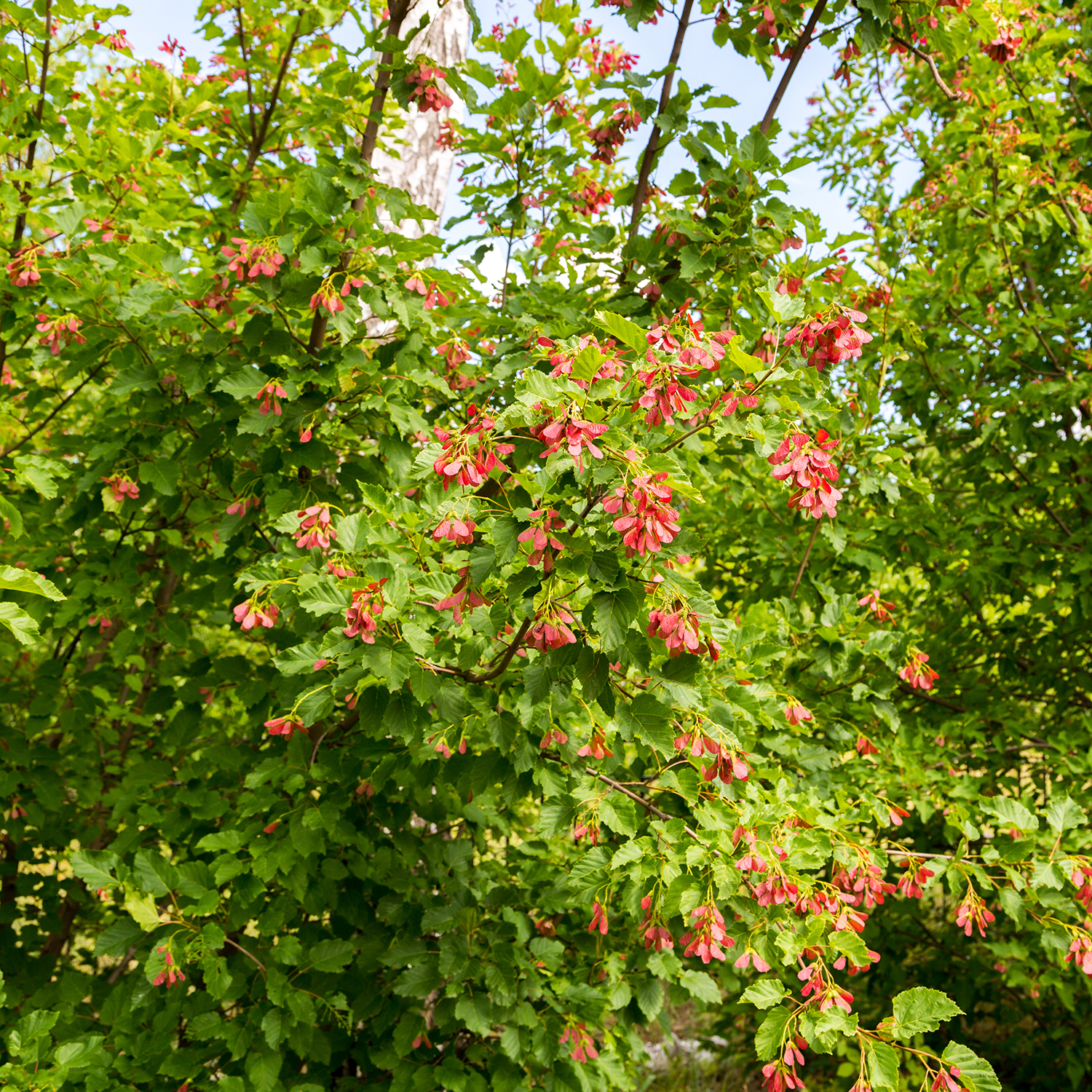 Prydnadsbuske Omnia Garden Ginnalalönn, Vit Blomning, 150-200cm