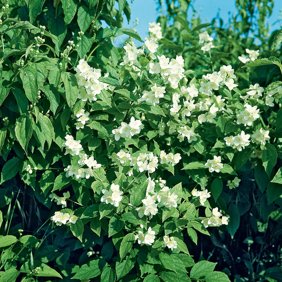Prydnadsbuske Schersmin- Doftschersmin Omnia Garden 100-150 cm