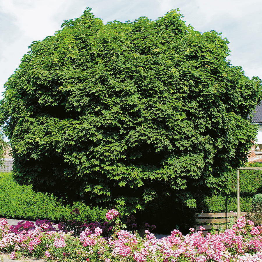 Prydnadsträd Klotlönn Omnia Garden 80-100 cm