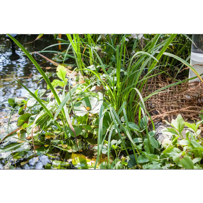 Planteringsmatta för Damm Heissner 50x1 m