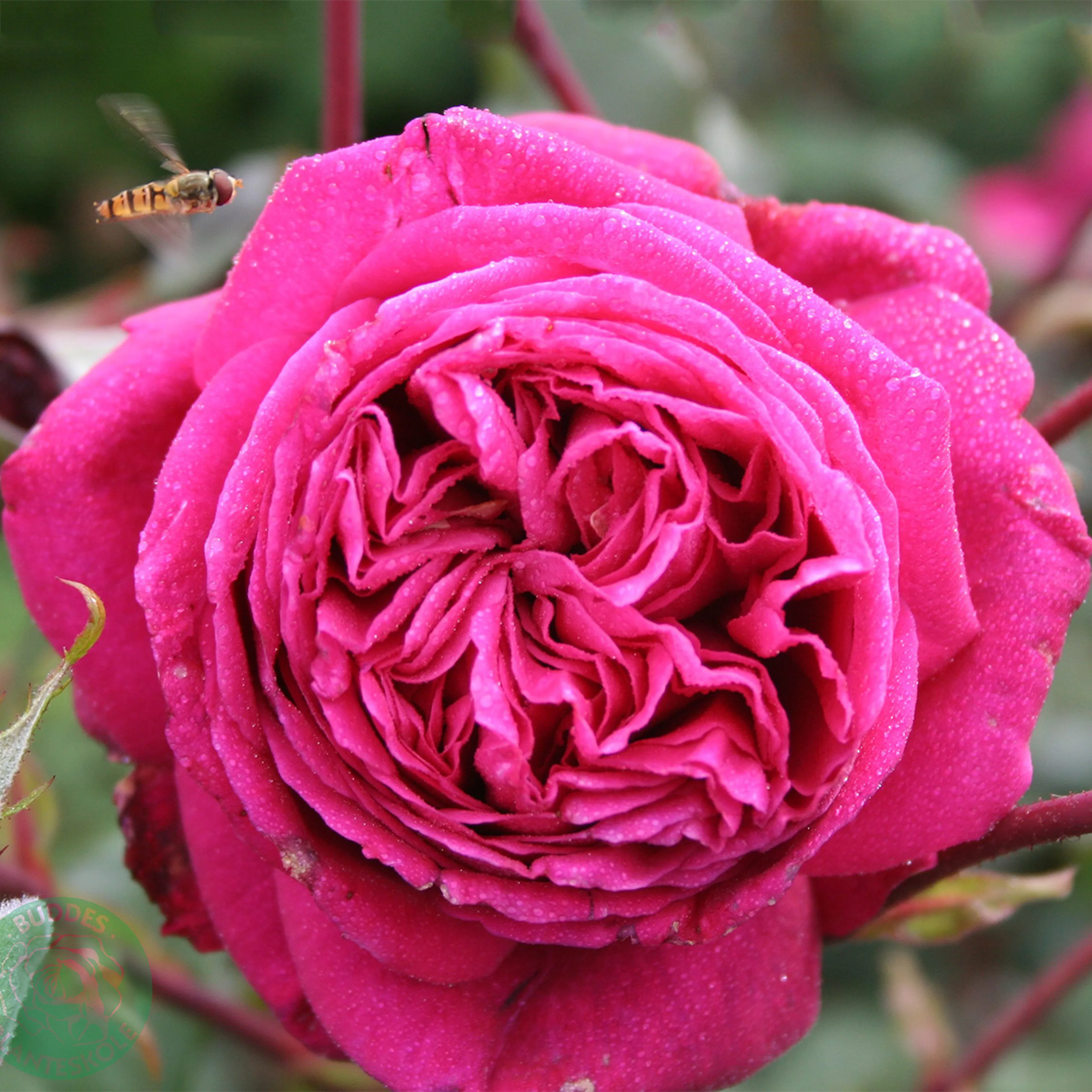 Rosa "Natalie Renaissance", 10-pack 10-pack