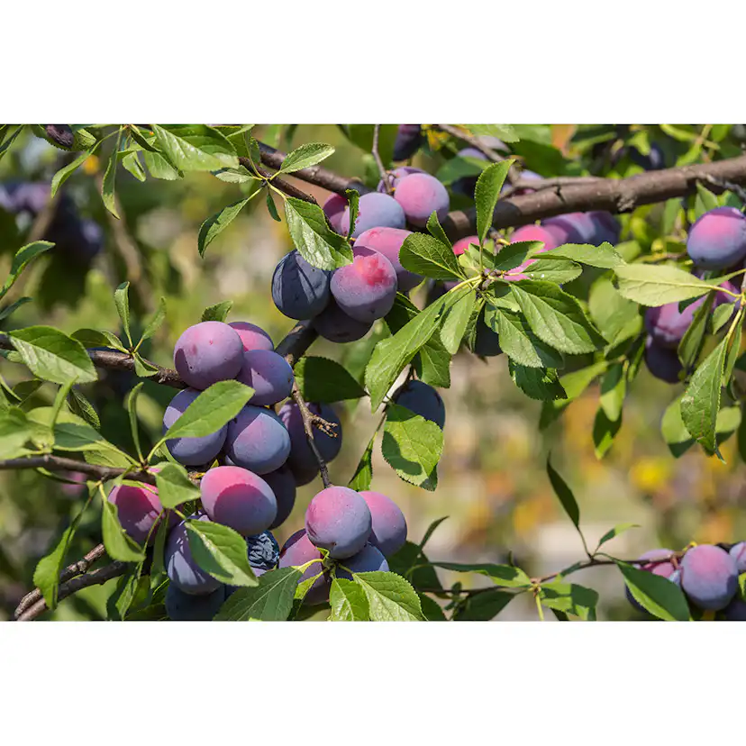 Plommonträd Omnia Garden Prunus Domestica Czar