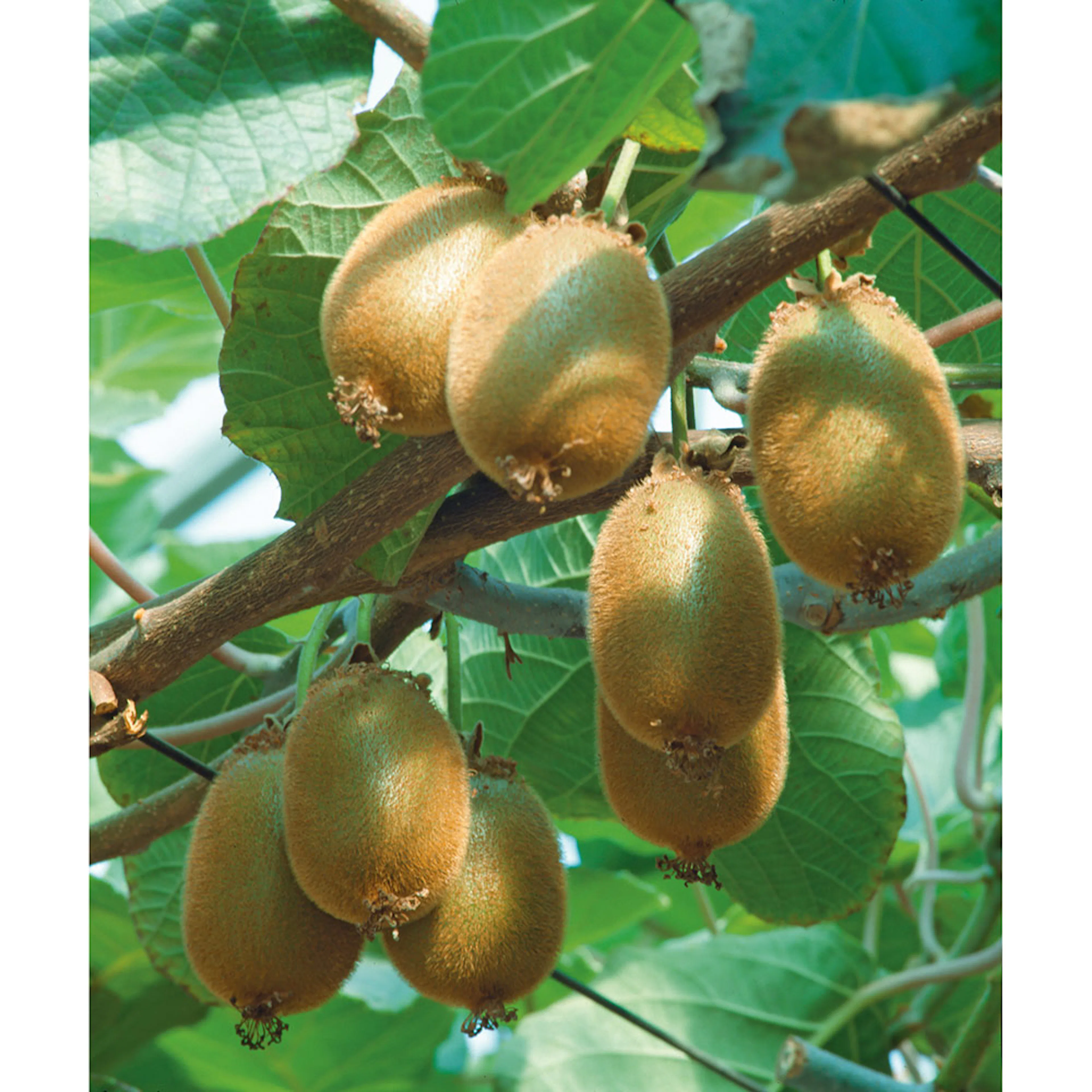 Actinidia deliciosa "Jenny" (chinensis), 5-pack 5 st/frp