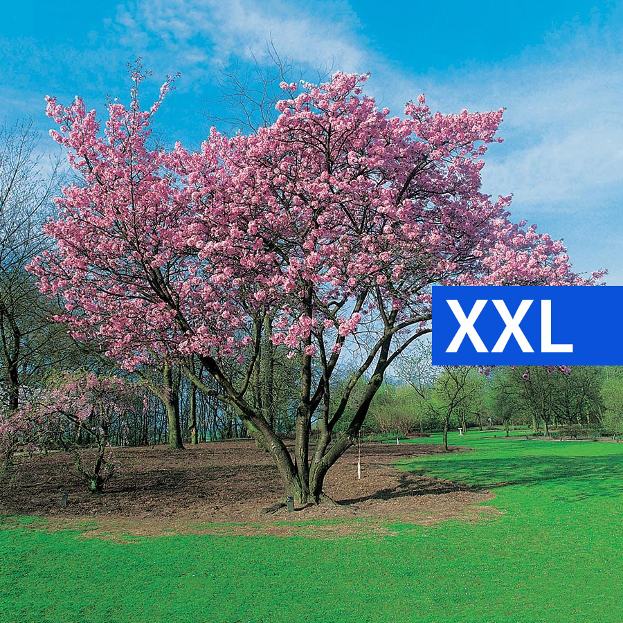 Prydnadsbuske Omnia Garden Solitär Bergkörsbär med Rosa Blomning & Grönt Lövverk, 150-200cm