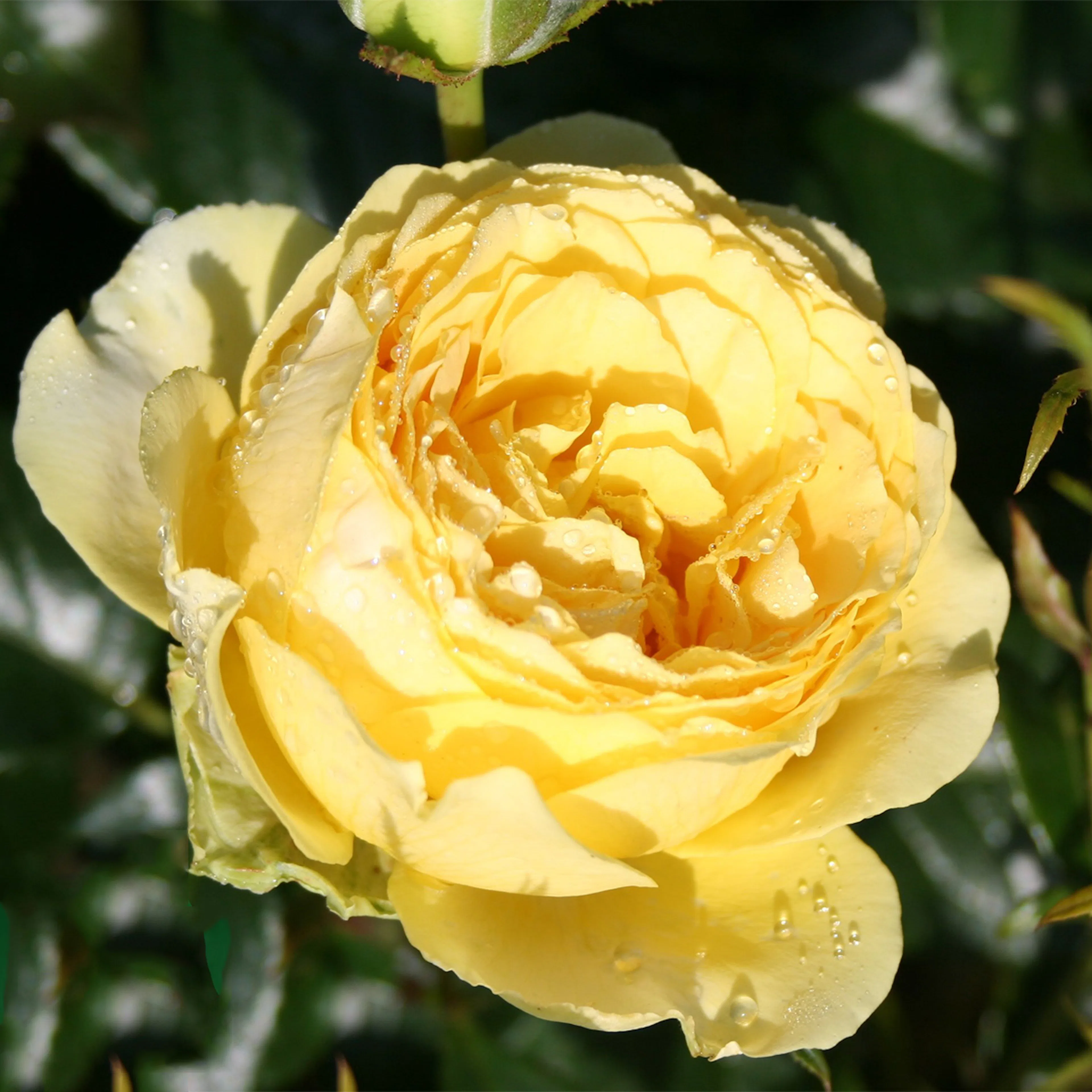 Rosa "Marselisborg", 5-pack 5-pack