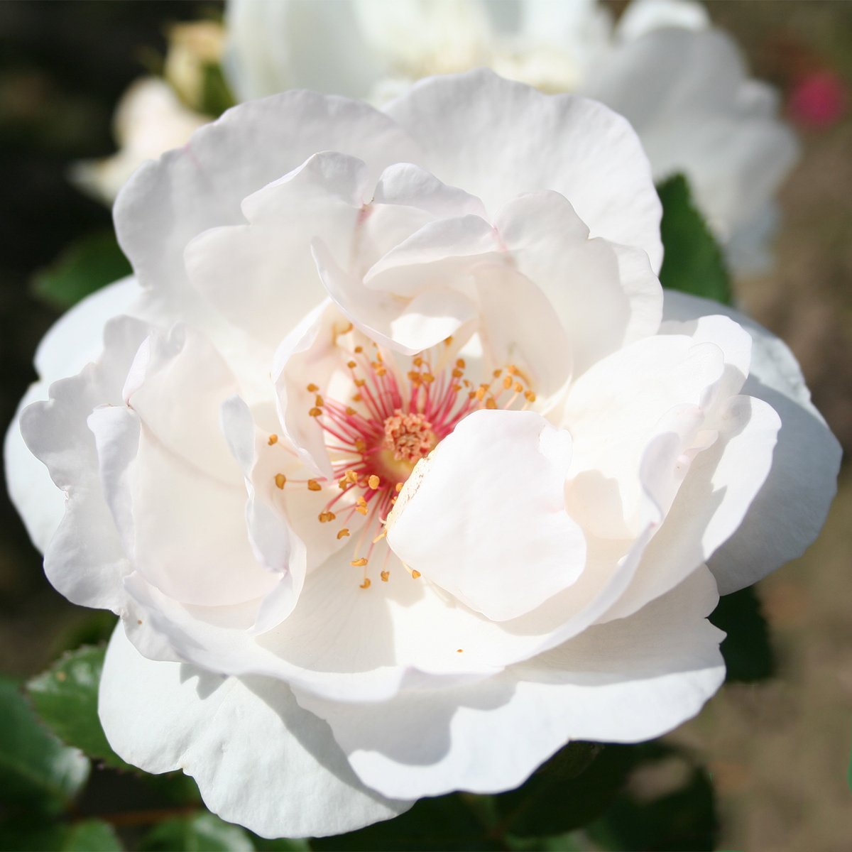 Storblommig Buskros Omnia Garden Jacqueline du Pré