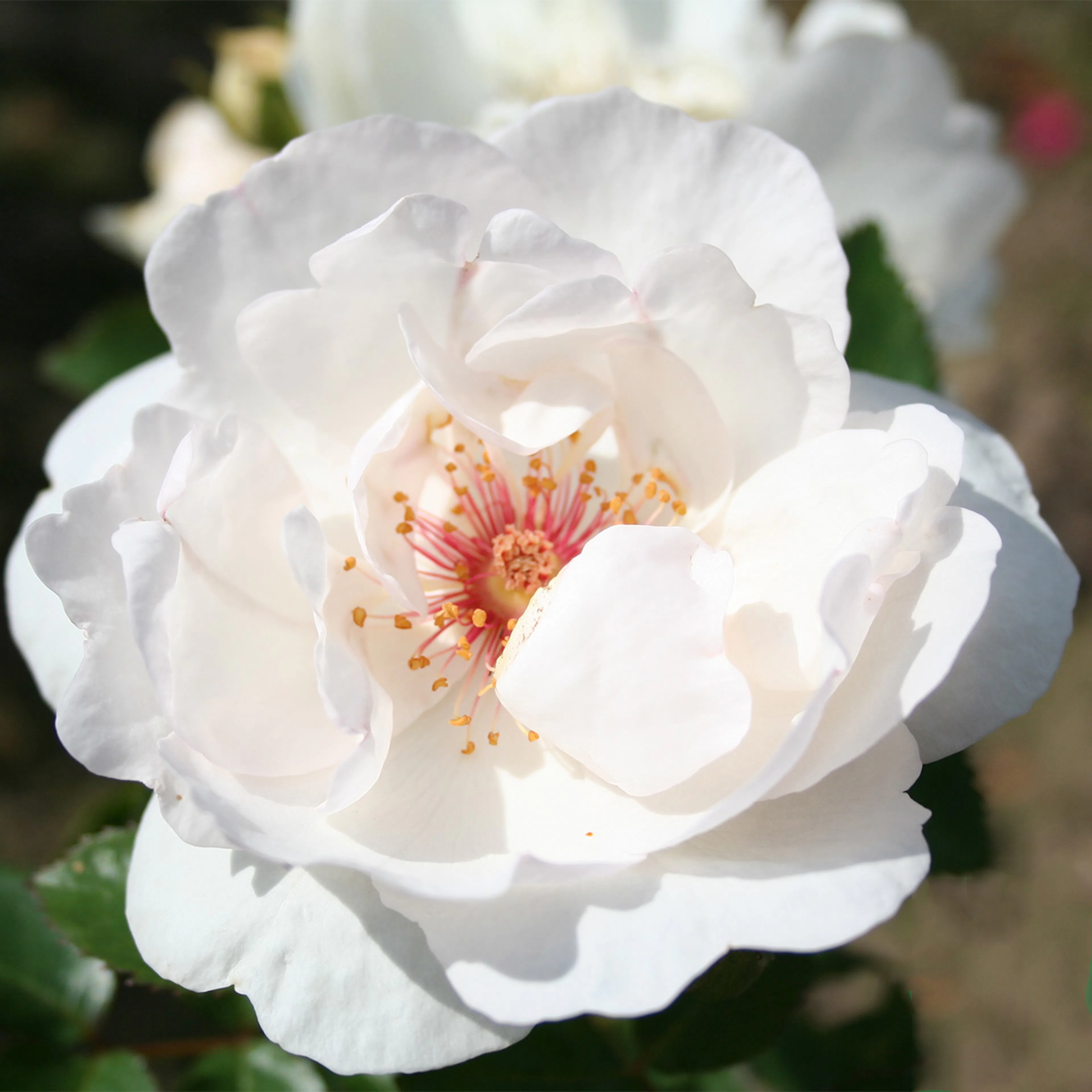 Rosa "Jacqueline du Pré", 10-pack 10-pack
