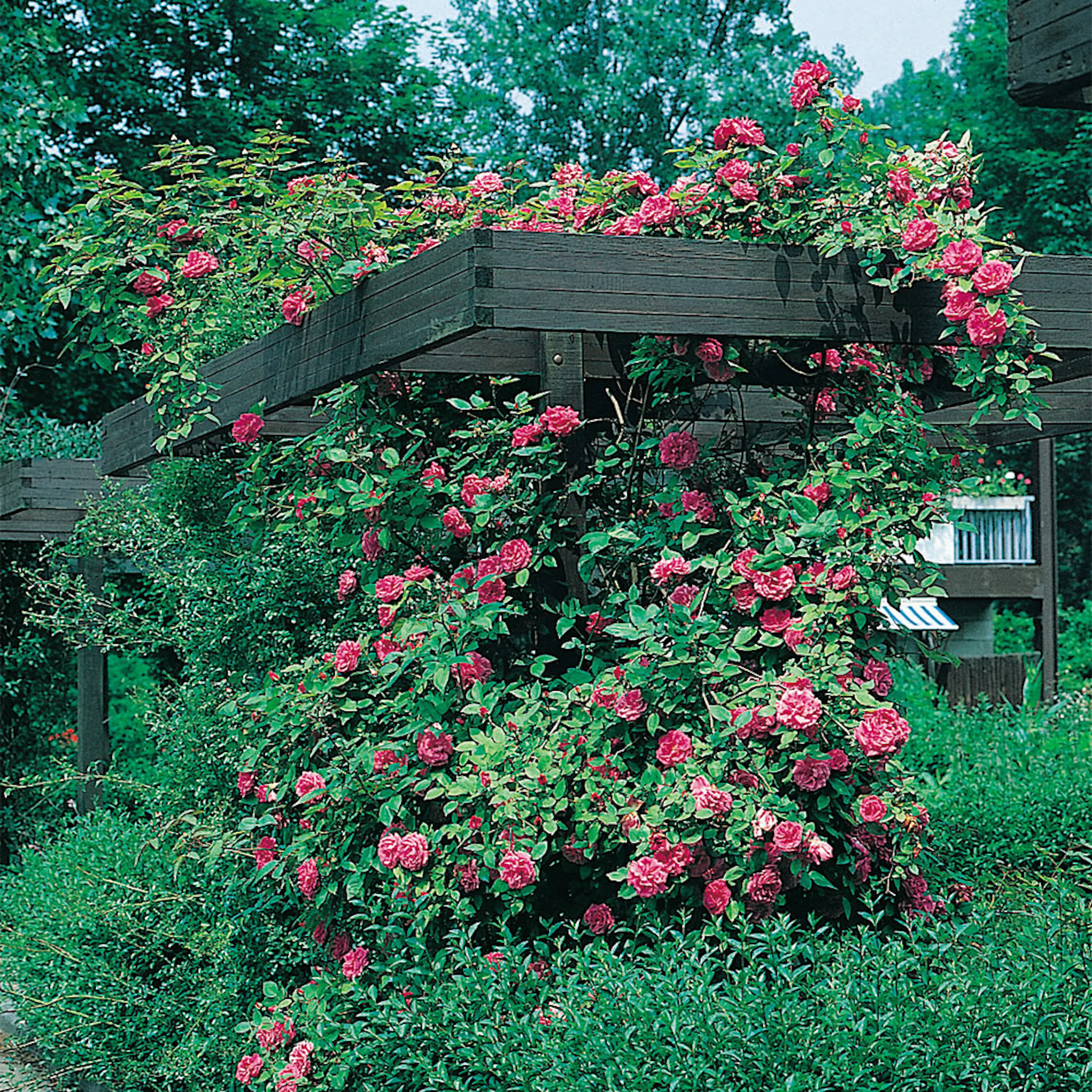 Rosa "Maidens Blush", 10-pack 10-pack