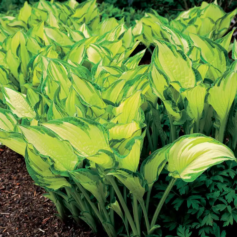 Planta Omnia Garden Blomsterfunkia Fortunei Albopicta
