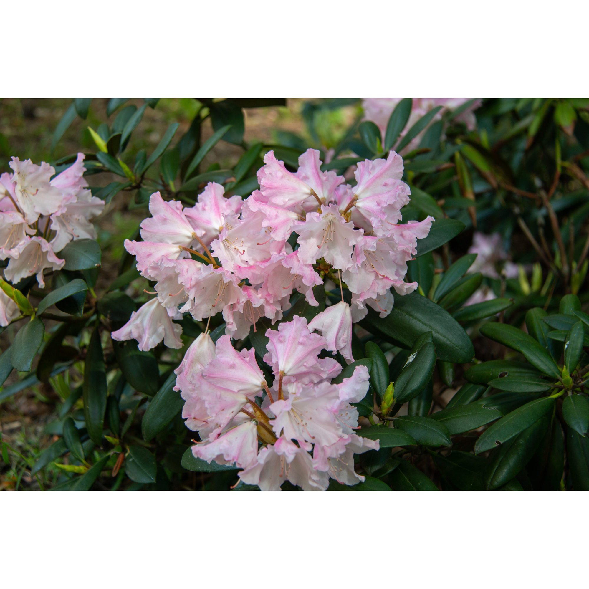 Rhododendron Omnia Garden Silberwolke Vitrosa Buske 25-30 cm