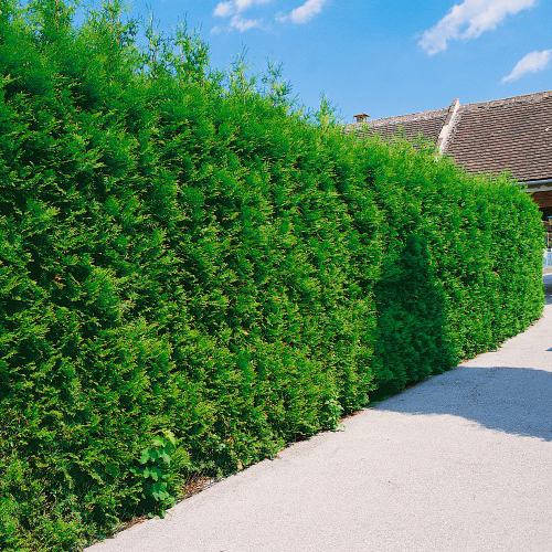 Thuja Occ. Brabant 30-40 Cm, 100 St 100-pack