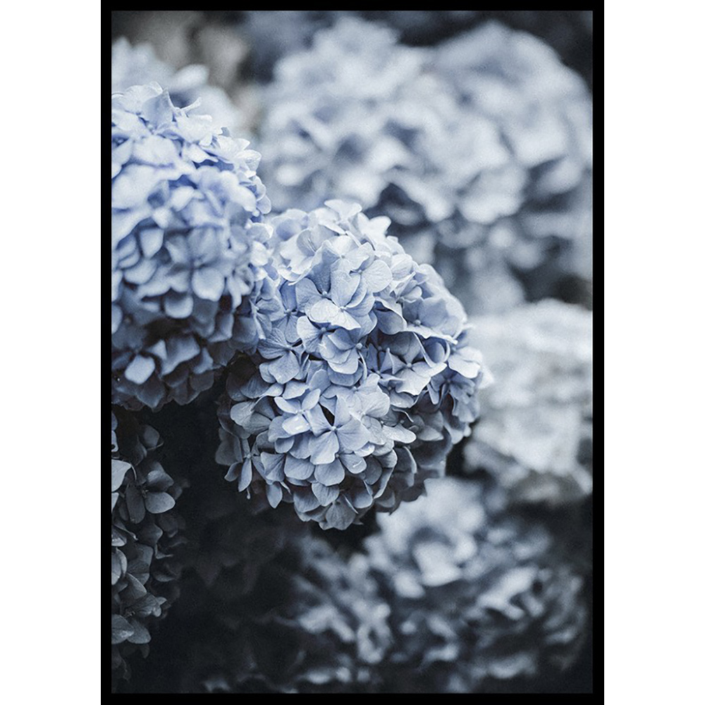 Poster Gallerix Blue Hydrangea