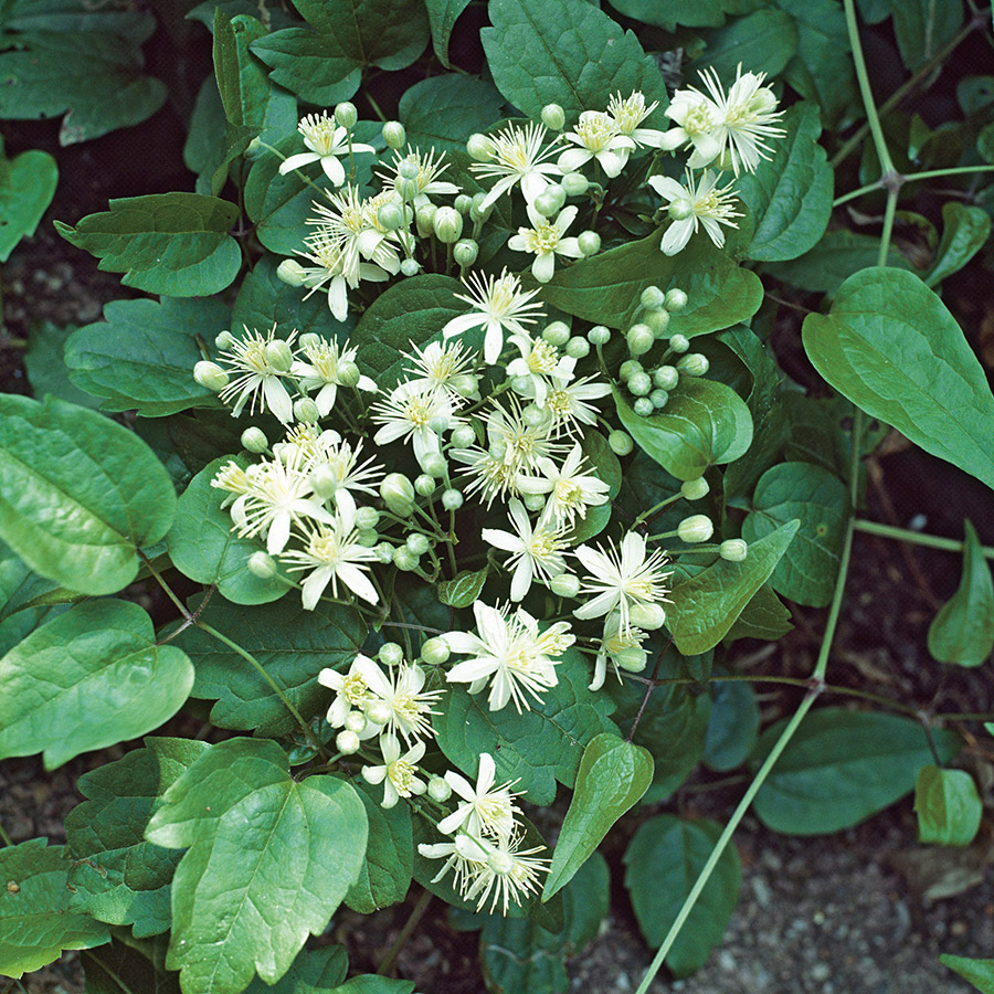 Klätterväxt Vit Skogsklematis Omnia Garden 40-60 cm