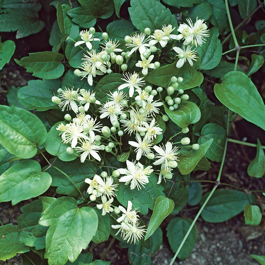 Klätterväxt Vit Skogsklematis Omnia Garden 40-60 cm