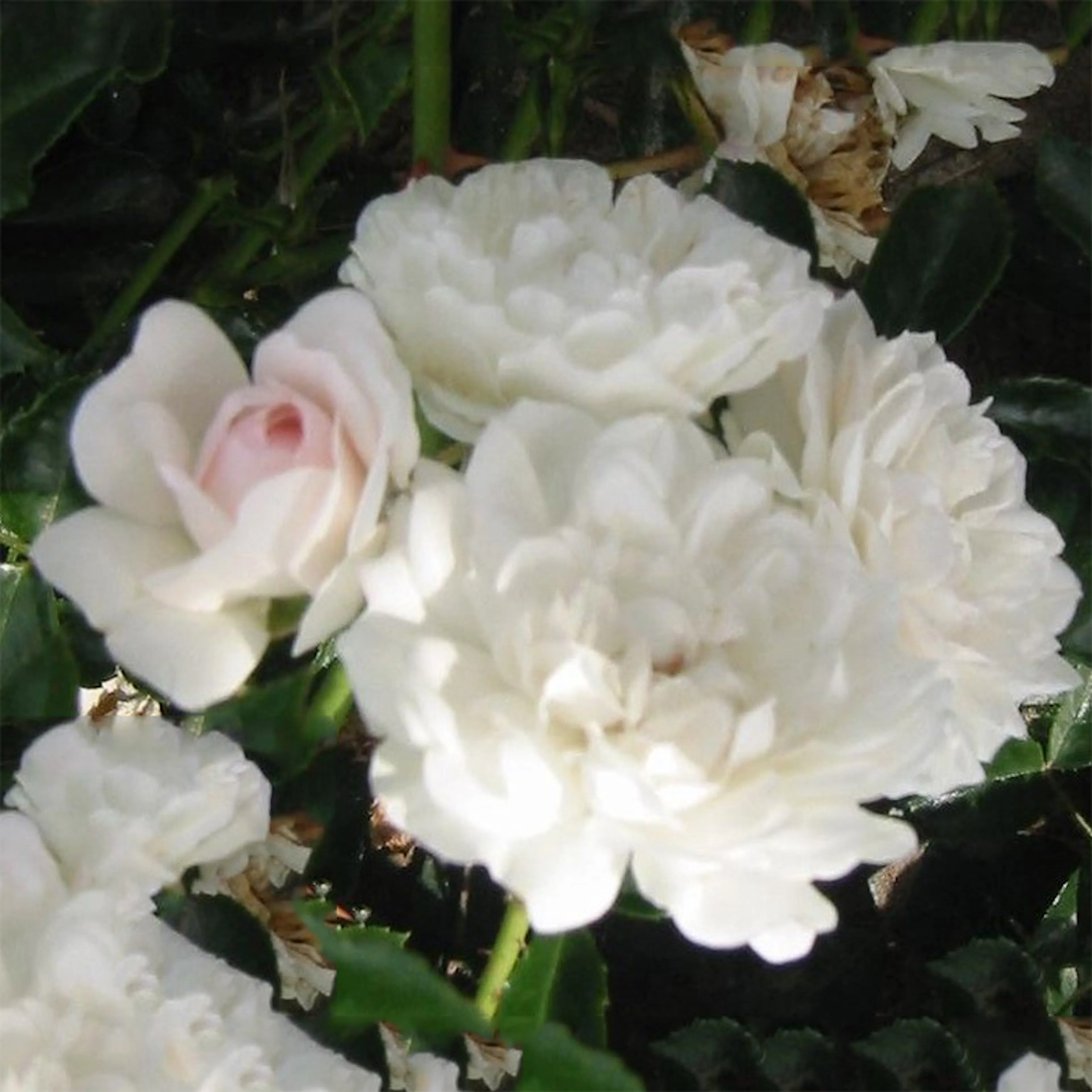 Rosa "Sea Foam", 10-pack 10-pack