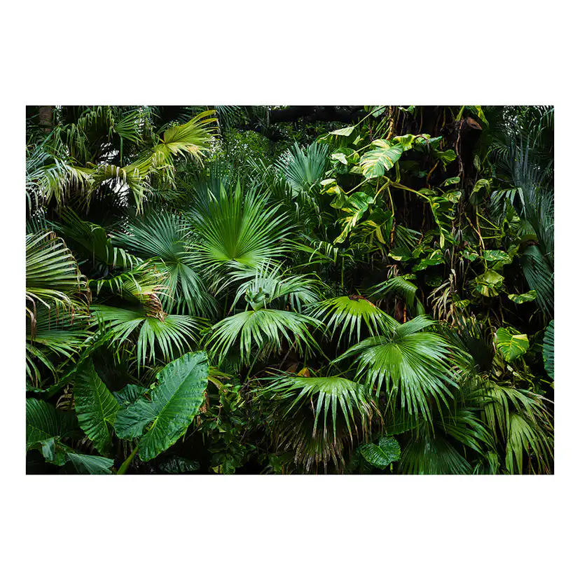 Fototapet Arkiio Sunny Jungle