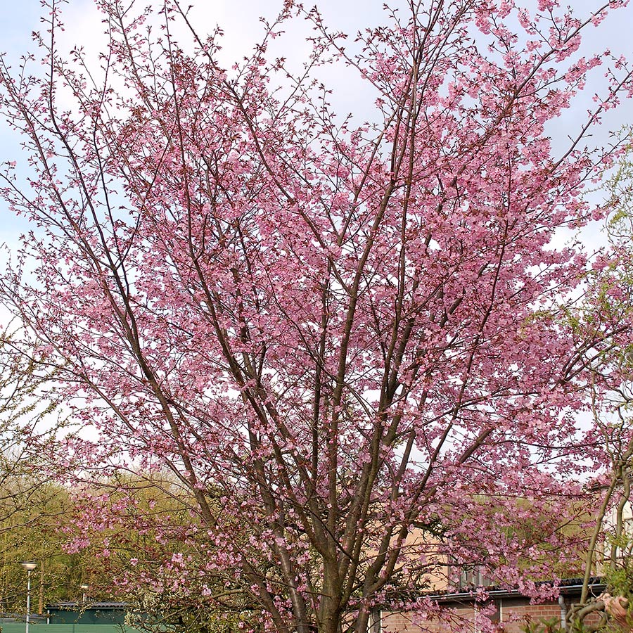 Prydnadsträd Bergkörsbär Omnia Garden 150-200 cm