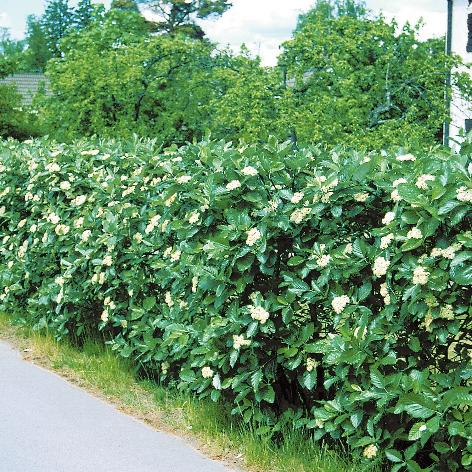 Häck Omnia Garden Häckoxel
