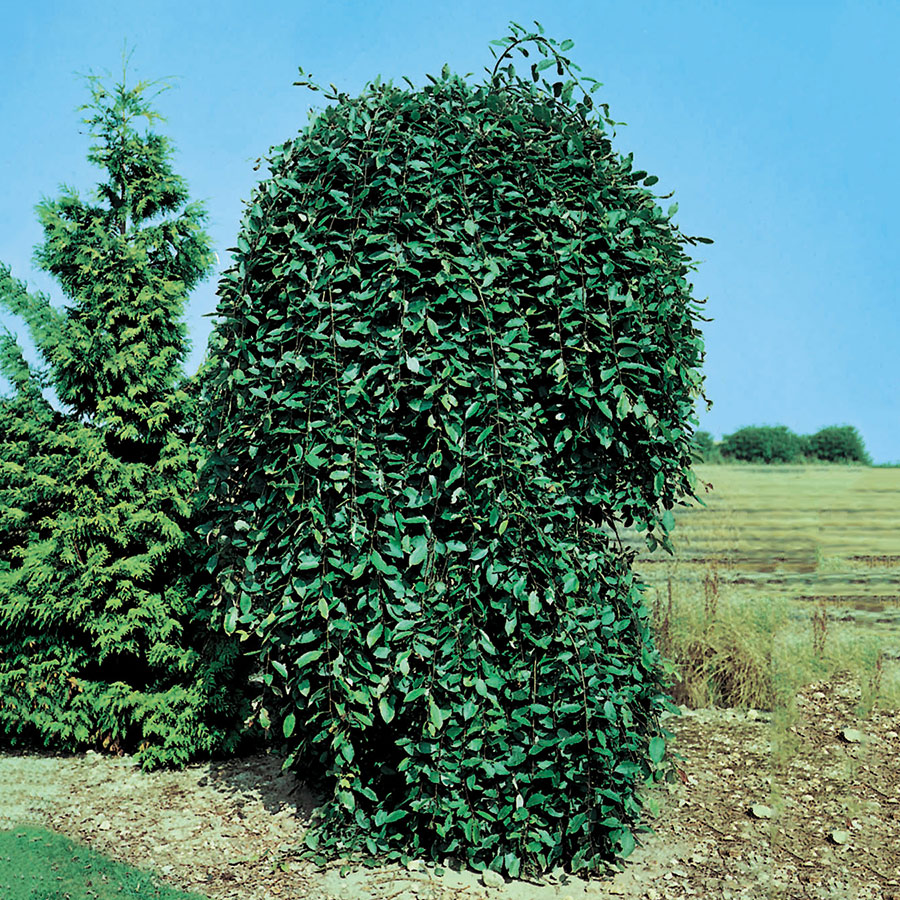 Prydnadsträd Hängsälg Omnia Garden Grönt Lövverk med Grenrik Krona 100-120 cm